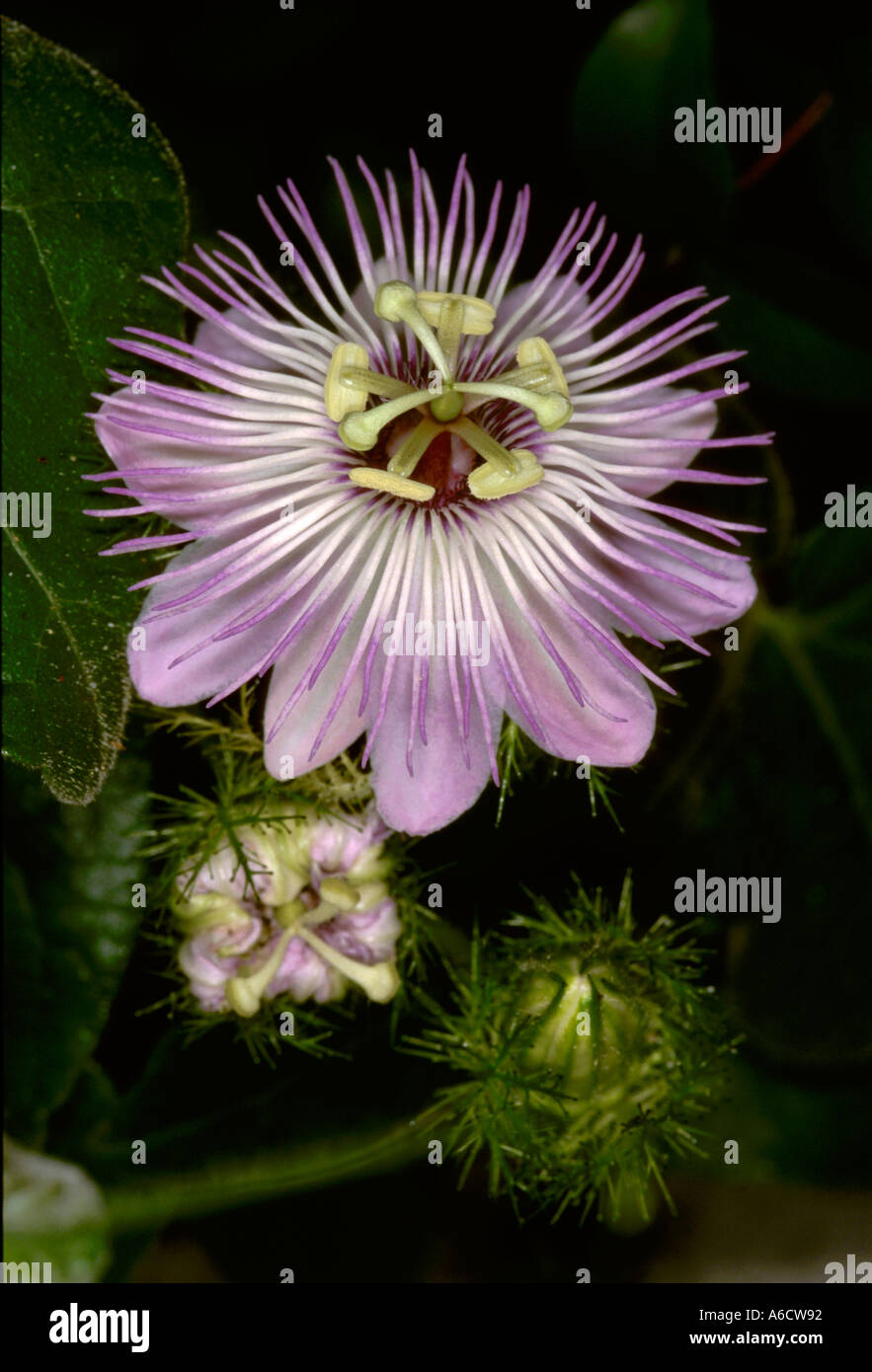 Passiflora amore in una nebbia Passiflora foetida fiore Foto Stock