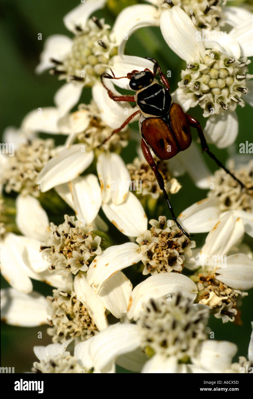 Scarabeo Scarabaeidae beetle Scarabaeidae famiglia insetti bug Foto Stock