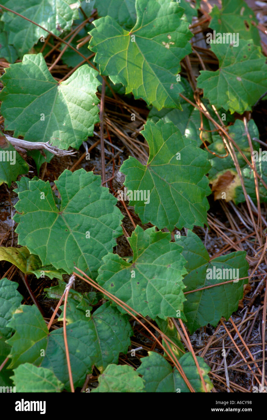 Fox meridionale uva Vitis rotundifolia Saint Lucie County savane membro preservare pine flatwoods Foto Stock