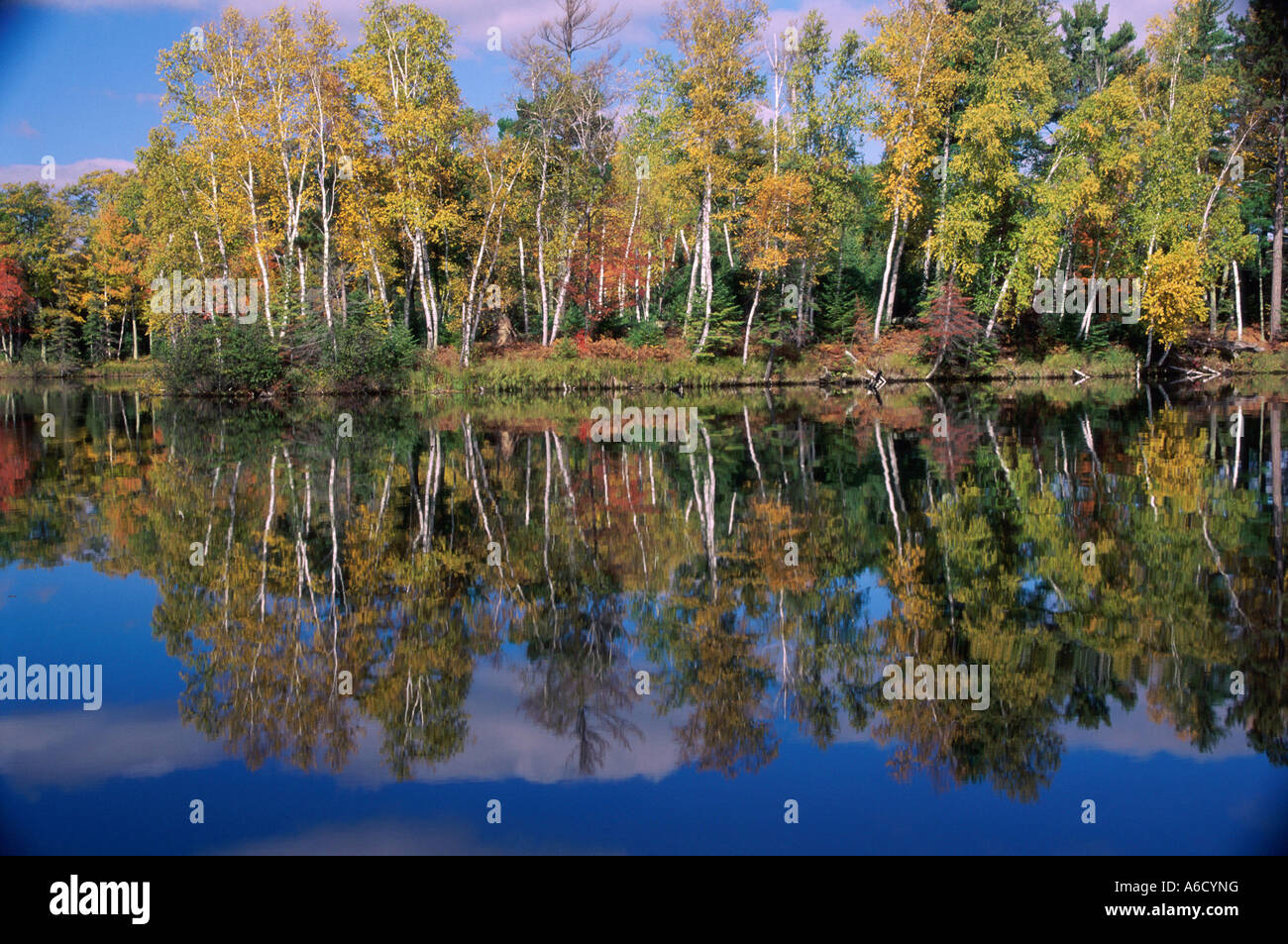 La riflessione di alberi in acqua, Wisconsin, STATI UNITI D'AMERICA Foto Stock