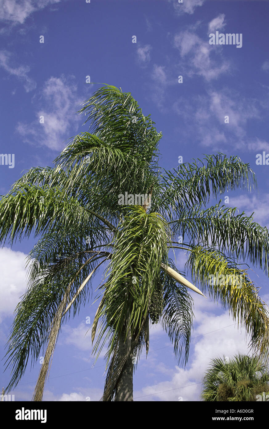 Alta vista angolare di un albero di palma Foto Stock