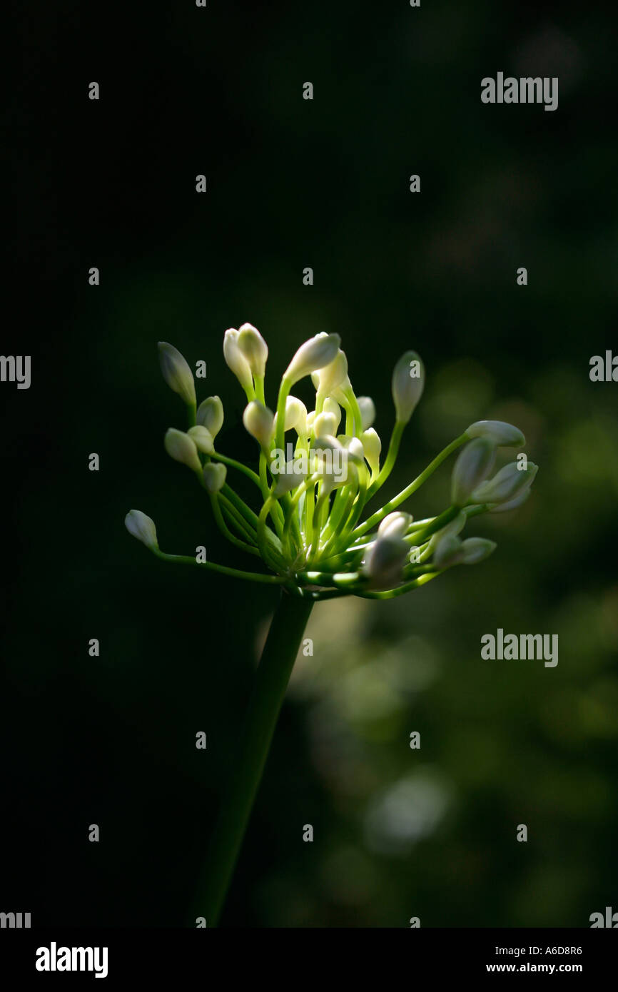 Agapanthus. African Lilly boccioli di fiori catturati nell'albero di mattina presto pezzata luce. Giardino inglese. Regno Unito Foto Stock