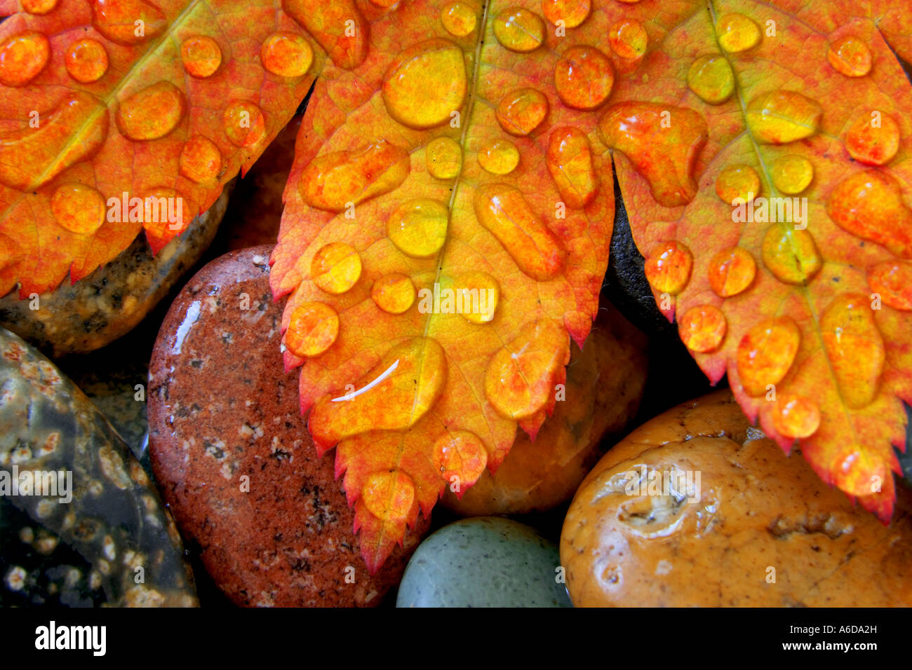 Close-up di goccioline di acqua su un vitigno Maple Leaf Foto Stock