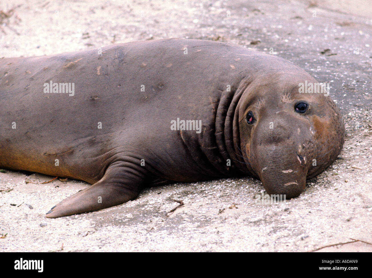 Maschio di bull Nord guarnizione di elefante Mirounga angusttirostris poggiante sulla spiaggia Foto Stock