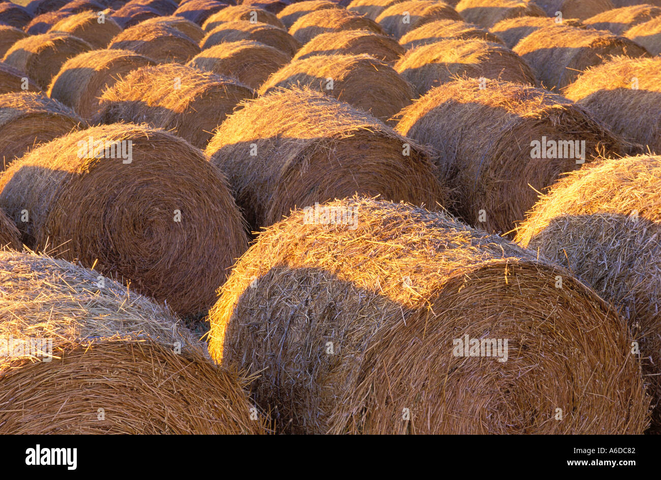 Ehi, balle Foto Stock