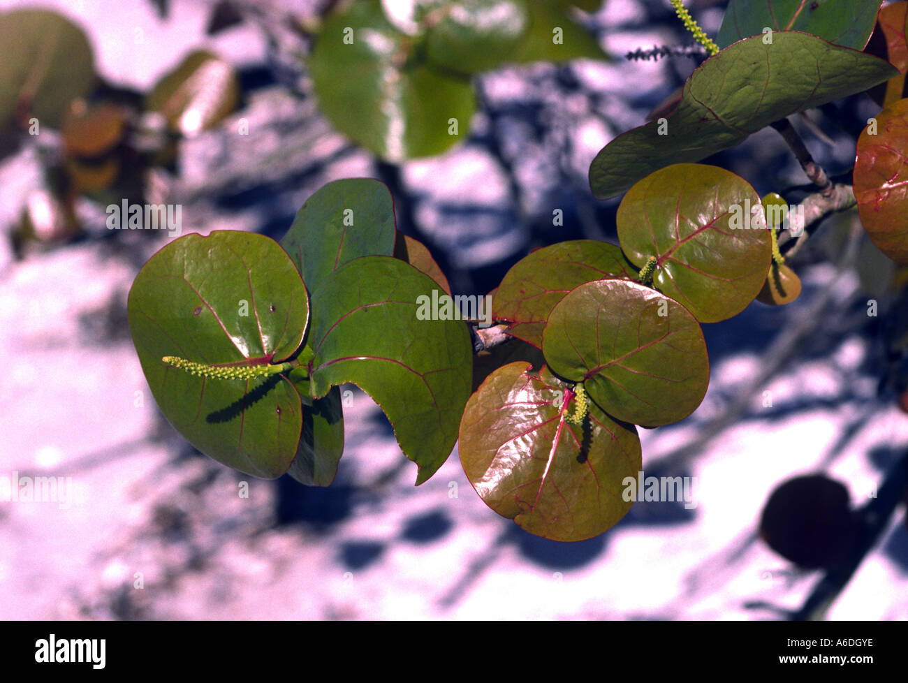 24409a Rf di struttura Seagrape Coccolobis uvifera lascia Bradenton Florida USA Foto Stock