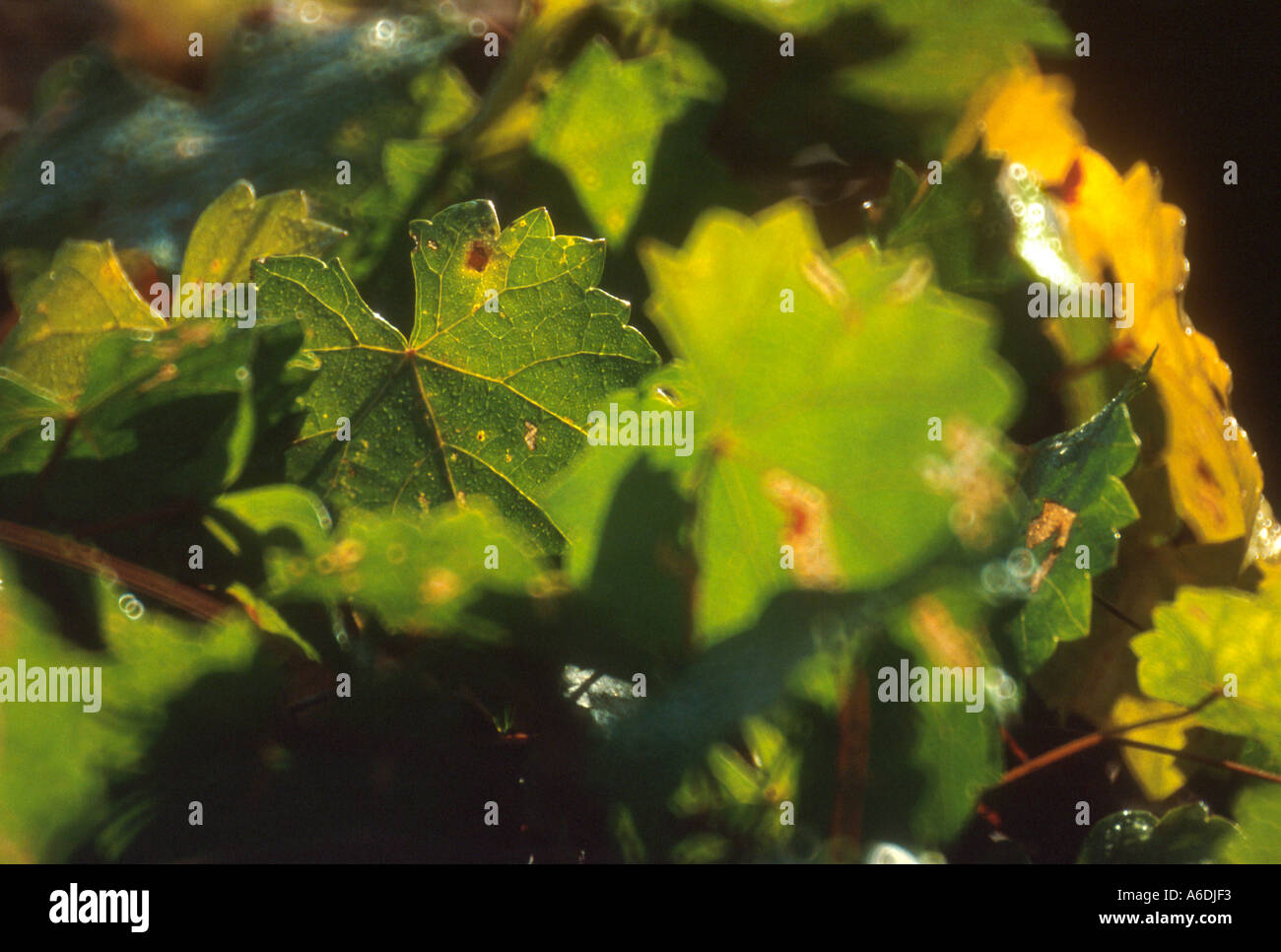 Southern foxgrape Vitis rotundifolia vine Foto Stock