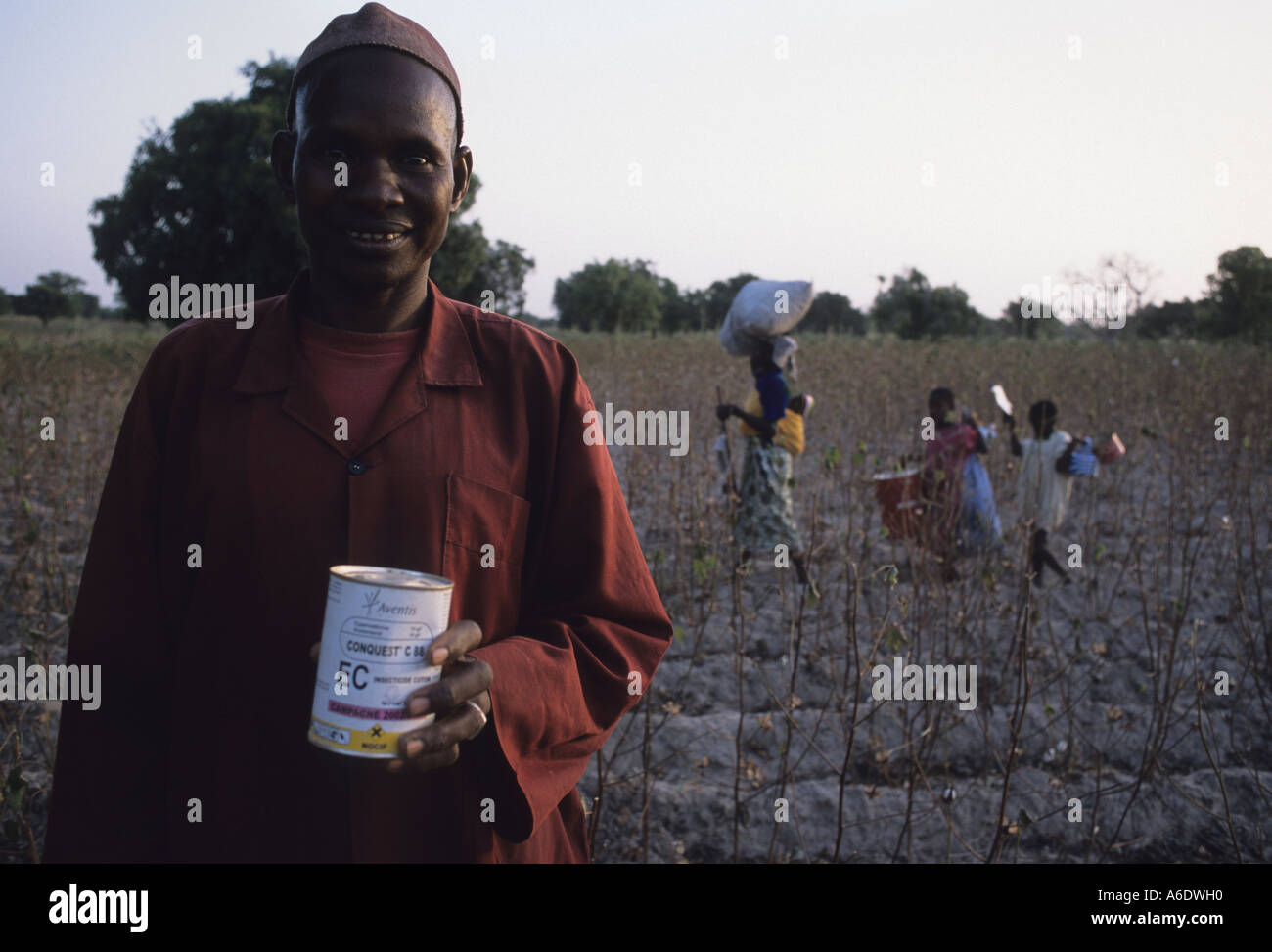 Un uomo con una pentola di western pesticida campo di cotone Salia nella regione Beleco Mali Foto Stock