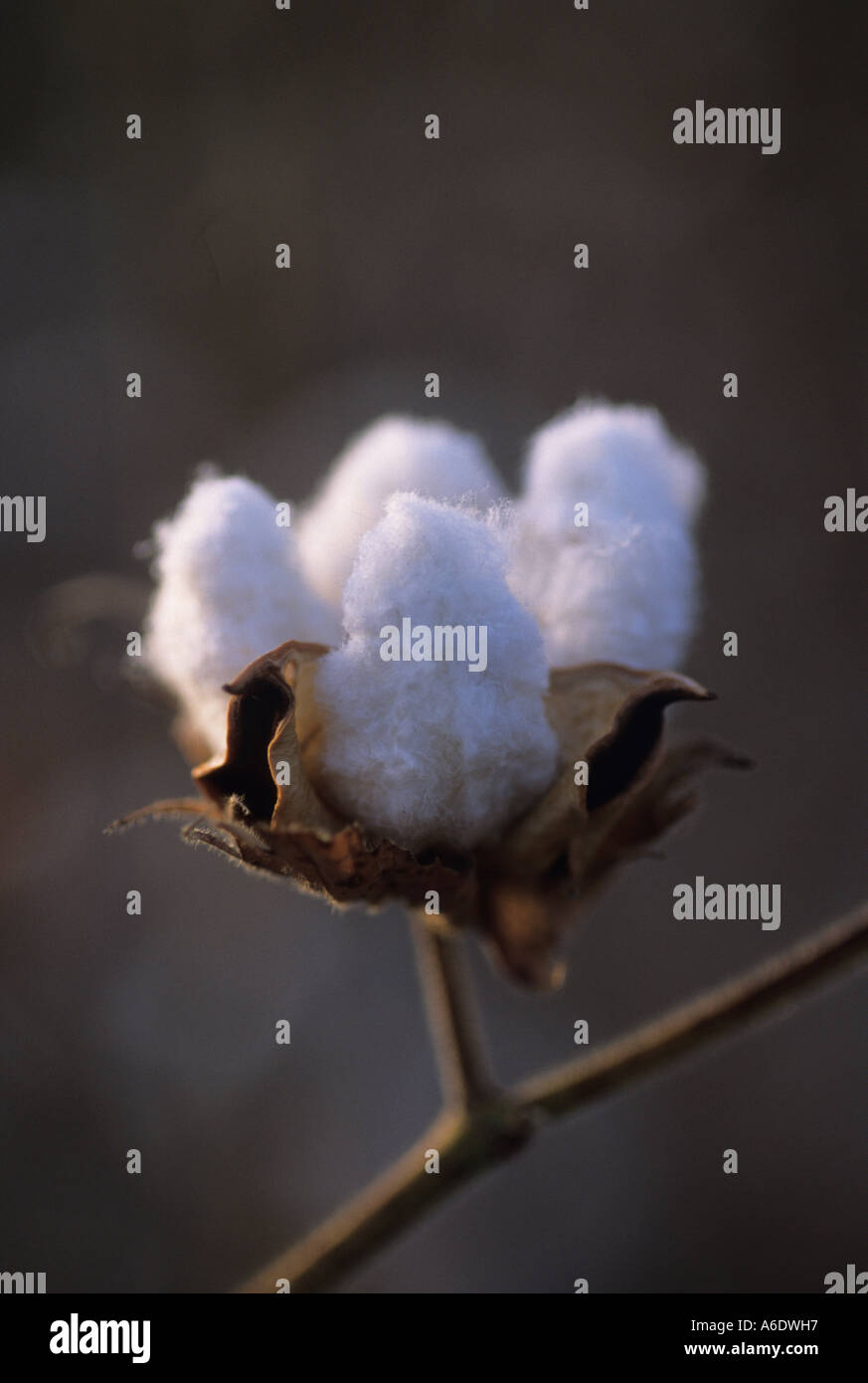 La coltivazione del cotone in un campo di cotone Salia nella regione Beleco Mali Foto Stock