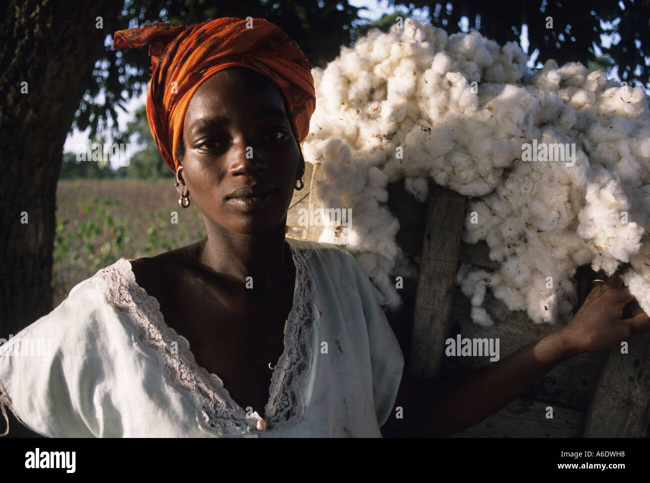 Il cotone raccolto in un campo di cotone Salia nella regione Beleco Mali Foto Stock