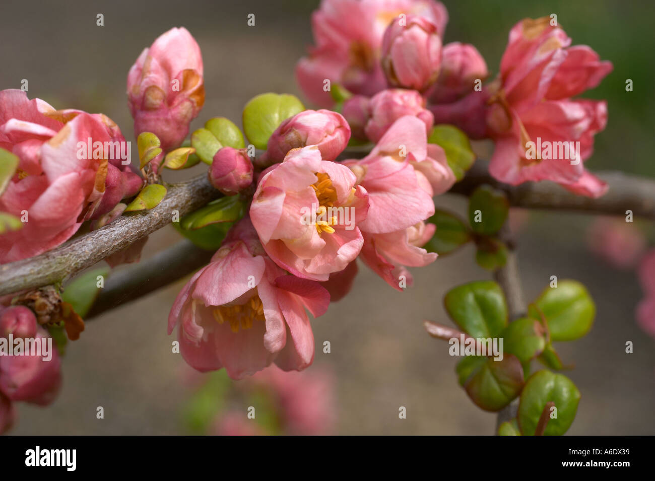 West Sussex, in Inghilterra, Regno Unito. Rosa pallido Fiore di Ciliegio sul Prunus Kiku Shidare Zakura. Noto anche come Cheals pianto Foto Stock