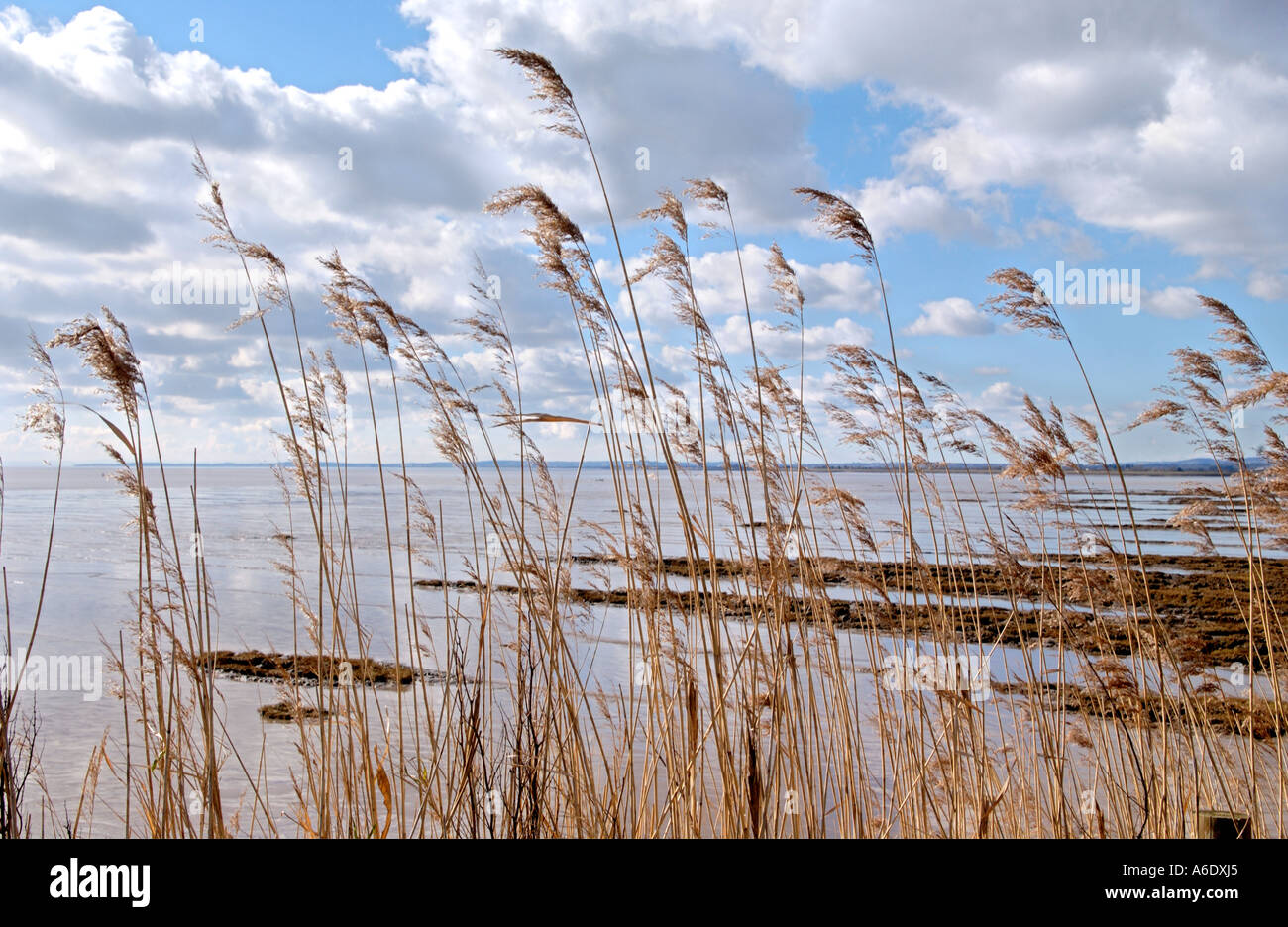 Foreshore di marea in corrispondenza del bordo di Newport Zone Umide Riserva Naturale Nazionale Newport South East Wales UK Foto Stock