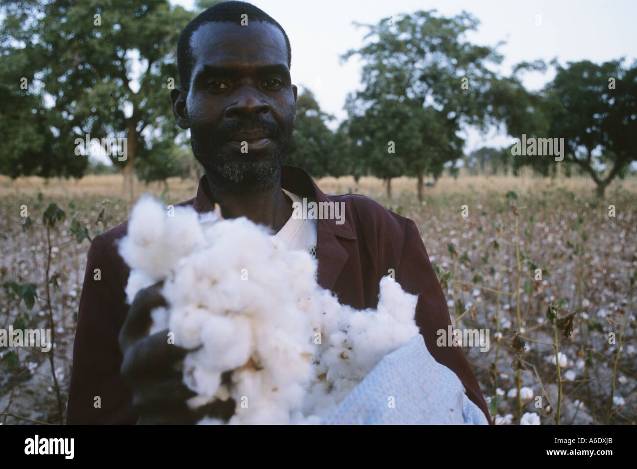 La raccolta di cotone Salia nella regione Beleco Mali Foto Stock