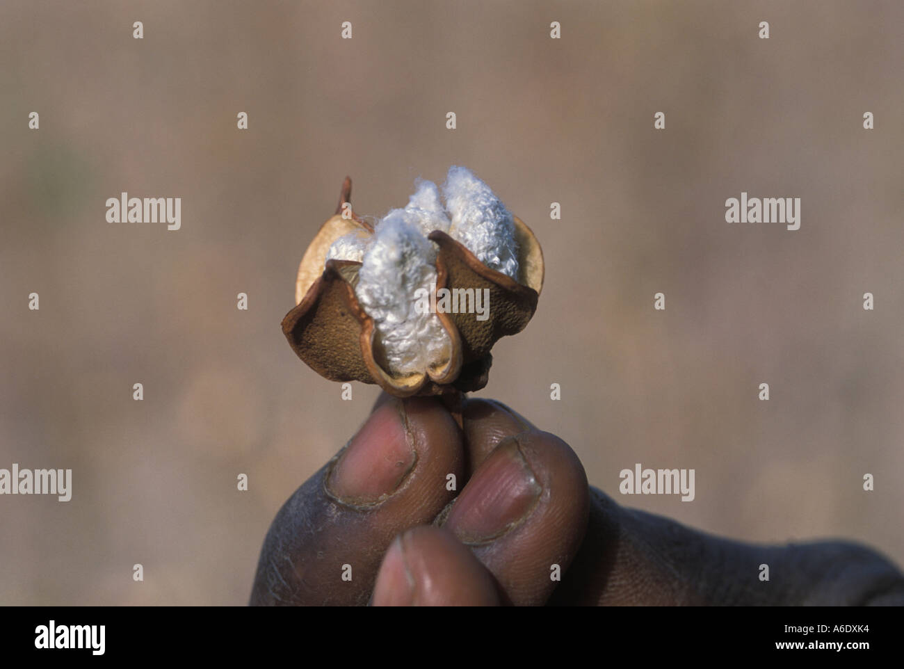 La coltivazione del cotone in un campo di cotone Salia nella regione Beleco Mali Foto Stock