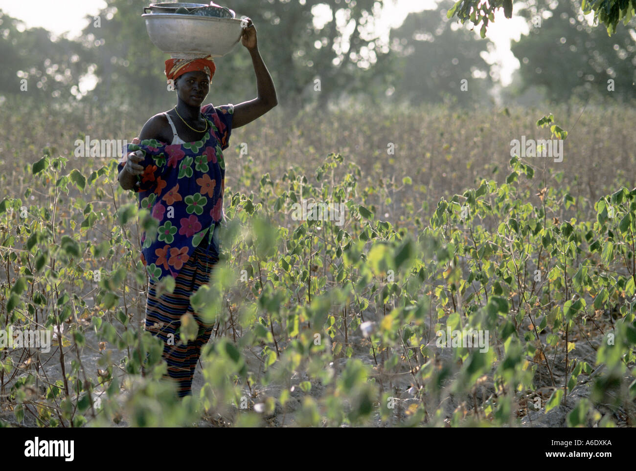 Donna che trasportano pentole e padelle in un campo di cotone Salia nella regione Beleco Mali Foto Stock