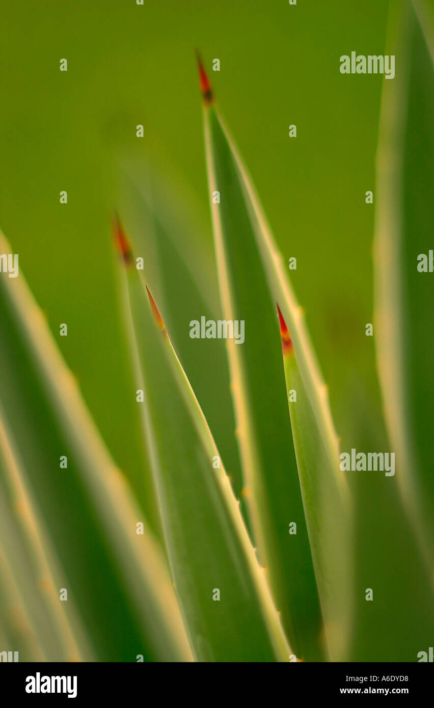 Il punto forte degli Stati a partire dal secolo impianto di natura familiare naturale texture di sfondo Foto Stock