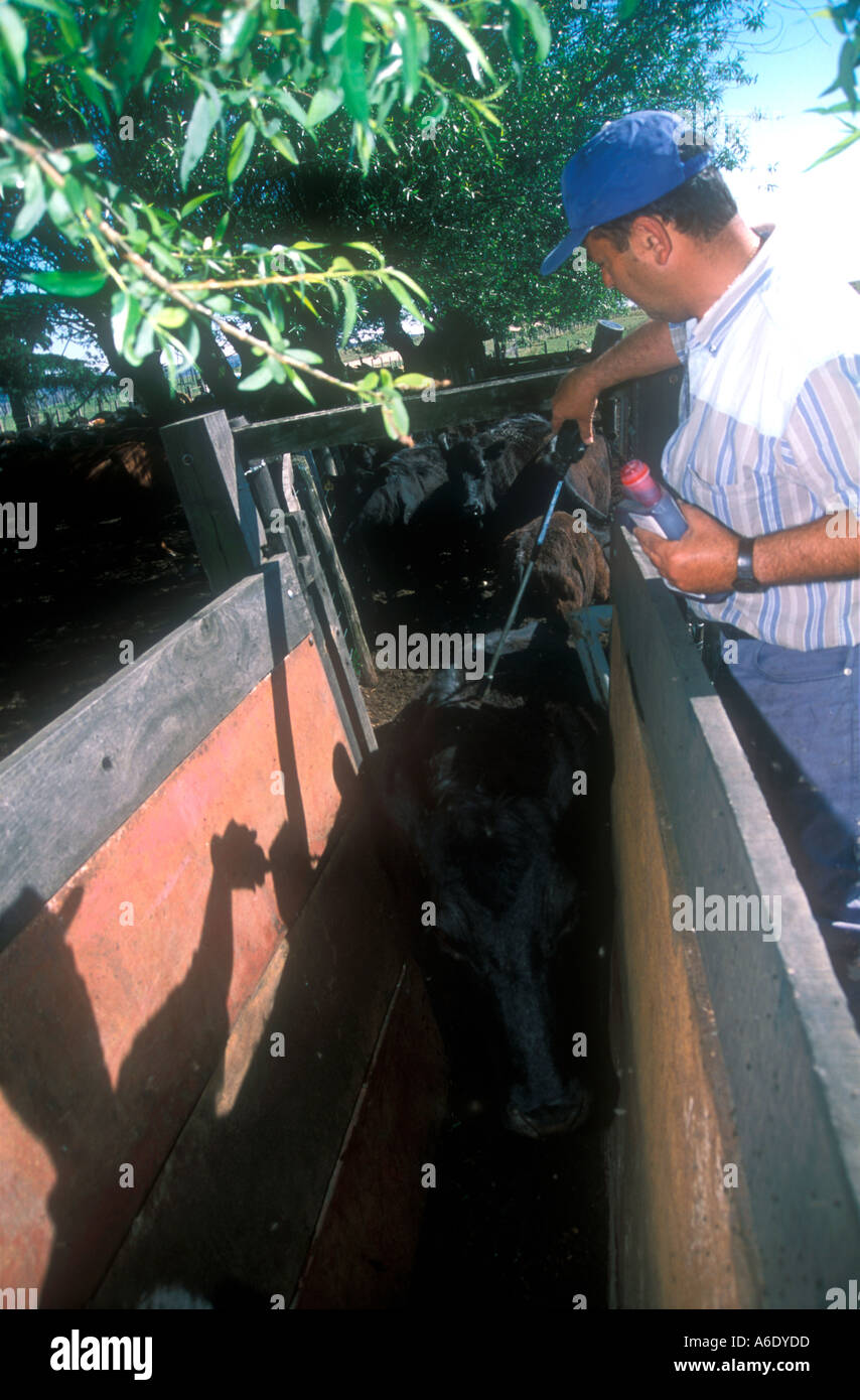 Ranch di bestiame lavoratori a Cordoba Argentina Foto Stock