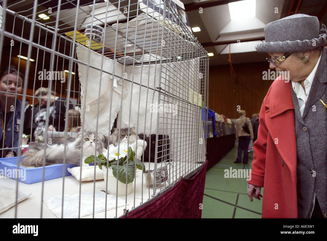 DEU, Germania, Heidelberg, 07.02.2004, una donna guarda alla gara gatti a un gatto exhibition Foto Stock DEU, Germania, Heidelberg, 07.02.2004, una donna guarda alla gara gatti a un gatto exhibition Foto Stock
