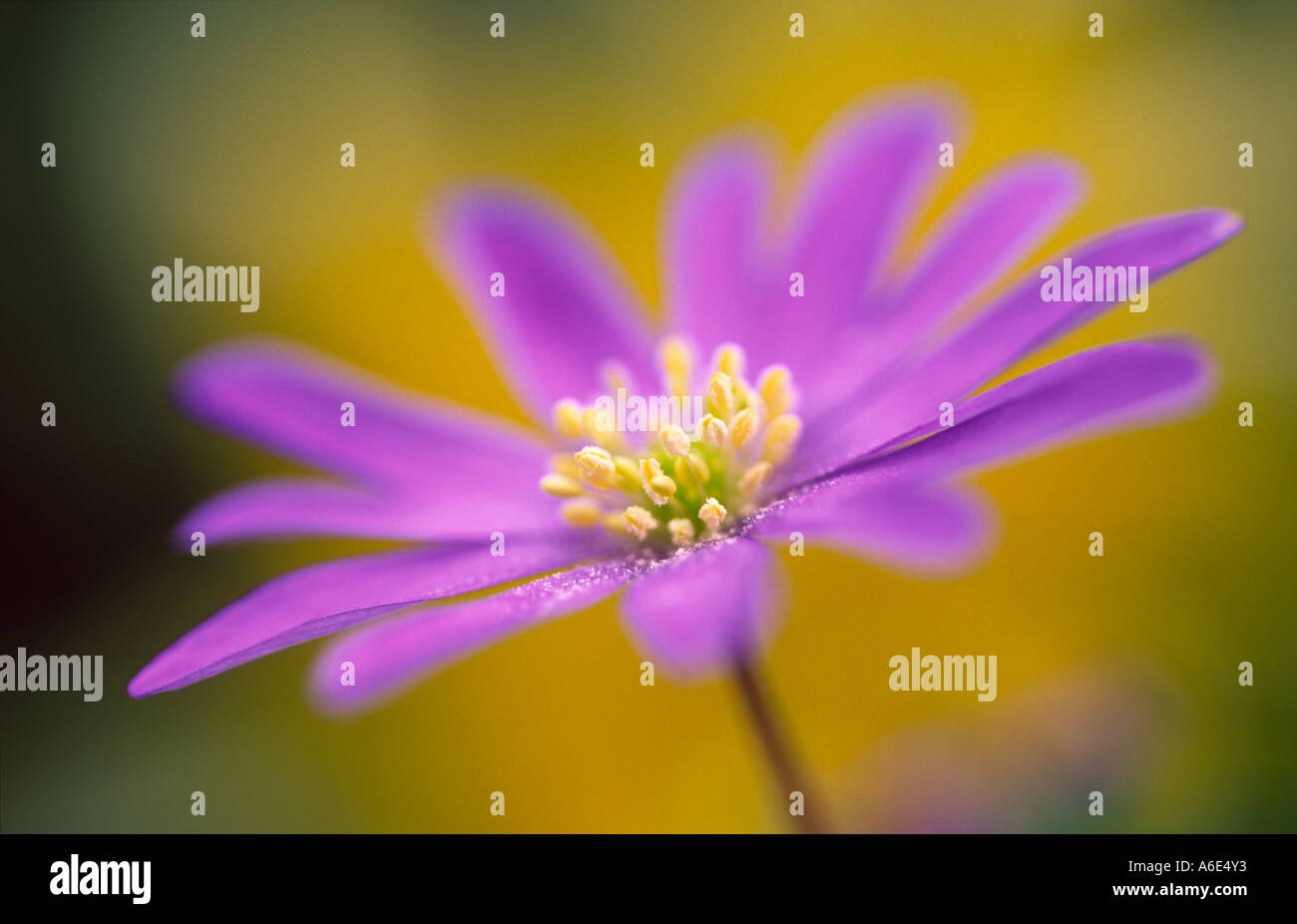 Close up di Anemone blanda Windflower Foto Stock