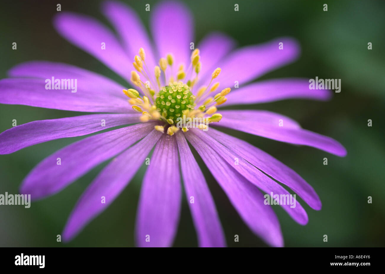 Anemone blanda Windflower Foto Stock
