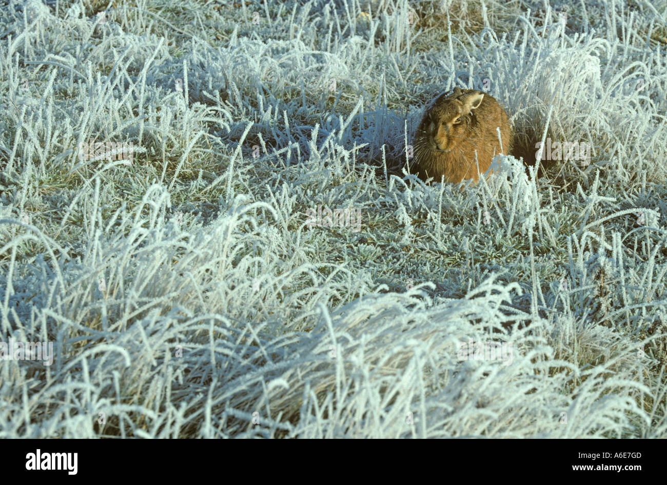 Brown lepre Lepus europaeus in forma su Frosty mattina Foto Stock