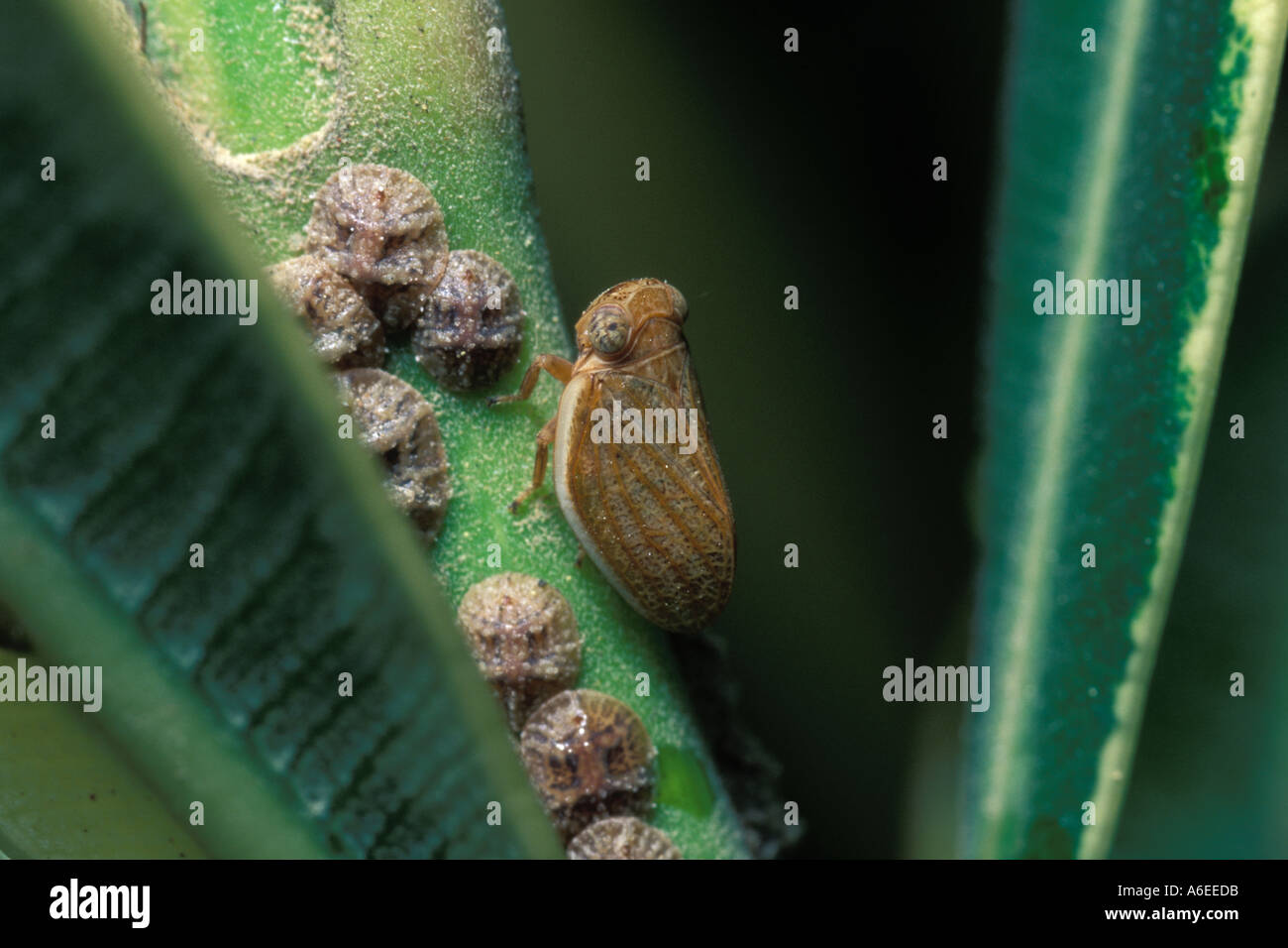 Philaenus spumarius adulto Foto Stock