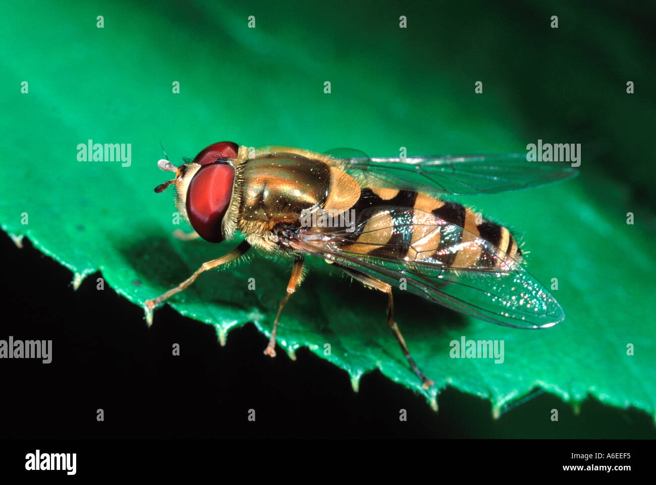 Passare il puntatore del mouse Syrphid fly su foglie di piante Foto Stock
