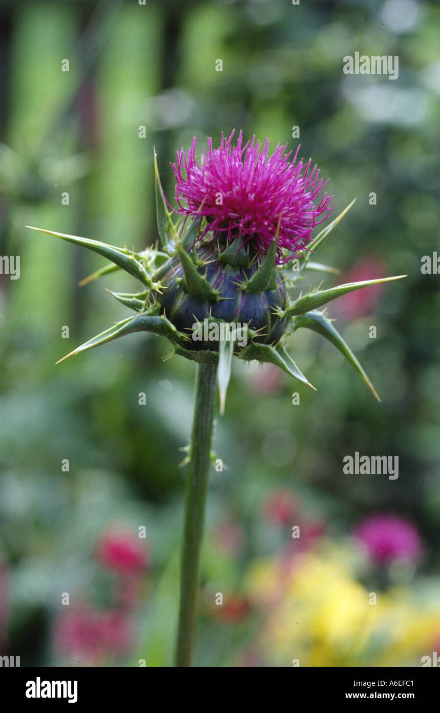 Beata Maria Thistle Silybum marianum Foto Stock