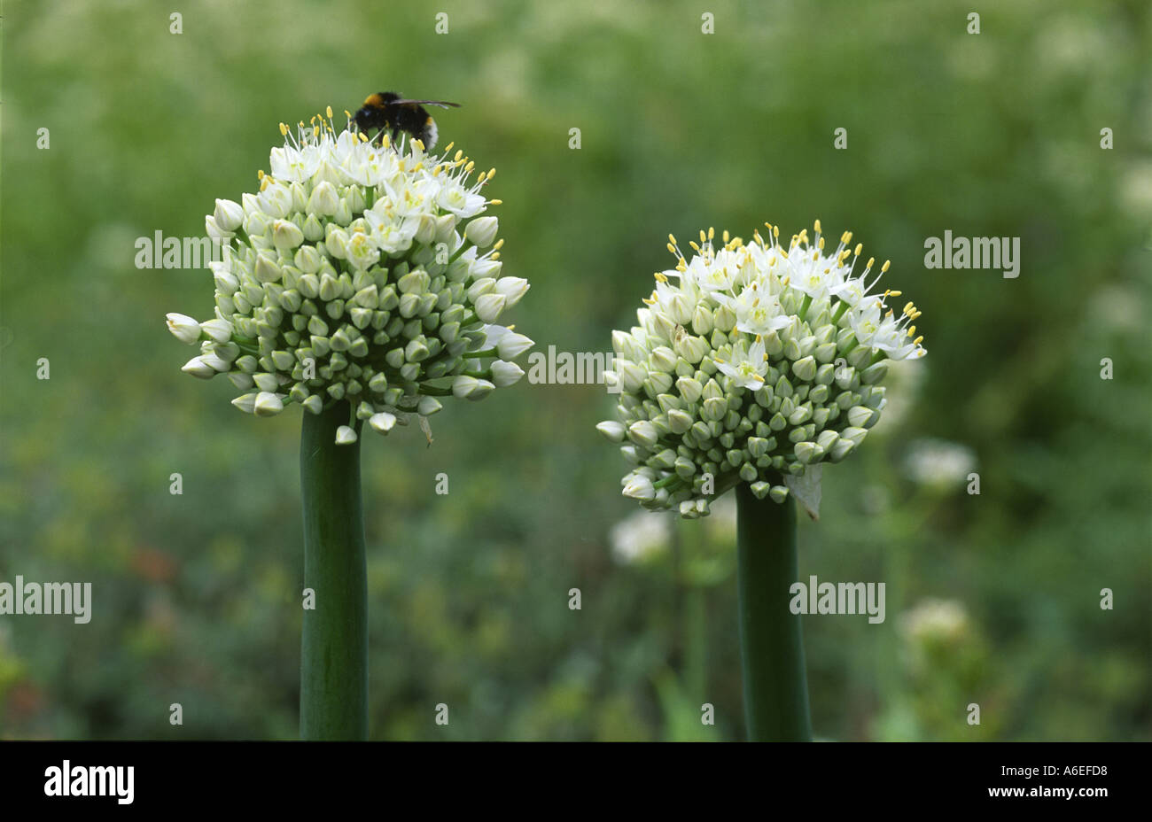 Allium sp Foto Stock