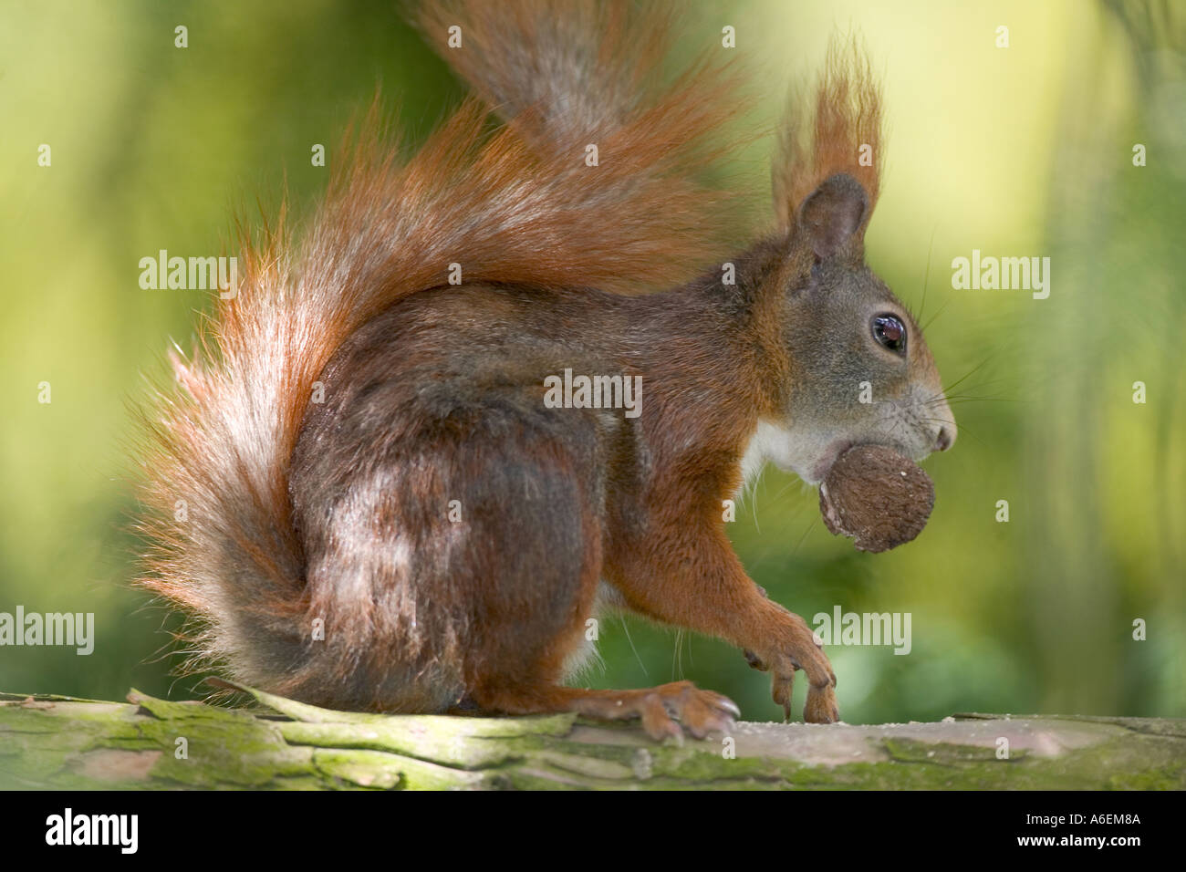 Scoiattolo rosso recante una nocciola Foto Stock