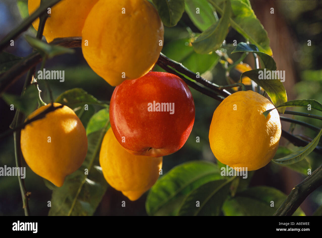 "Una mela rossa che cresce su alberi di limone, 5 limoni' Foto Stock