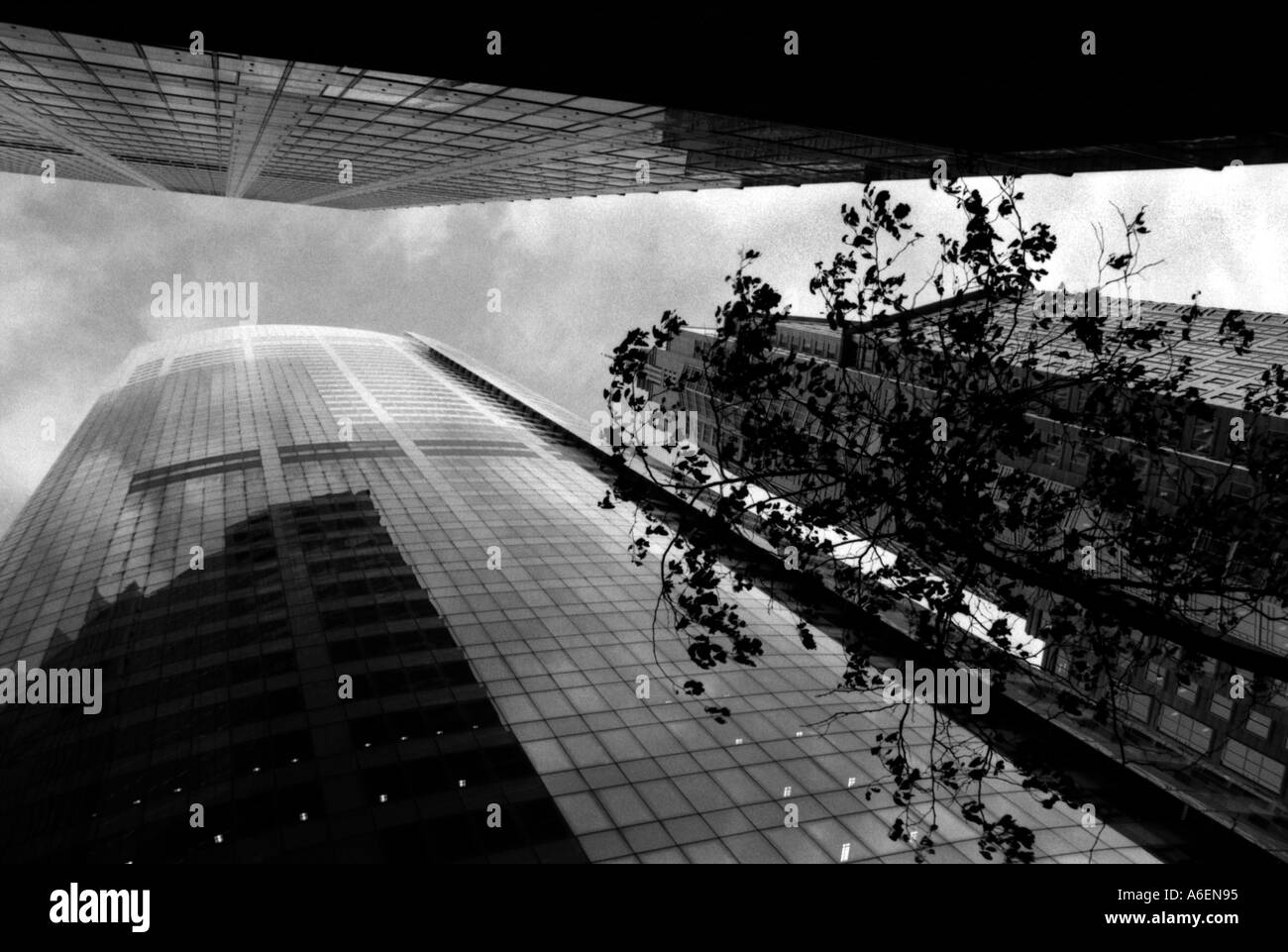 Immagine monocromatica di highrise edifici a Sydney in Australia con albero in primo piano Foto Stock