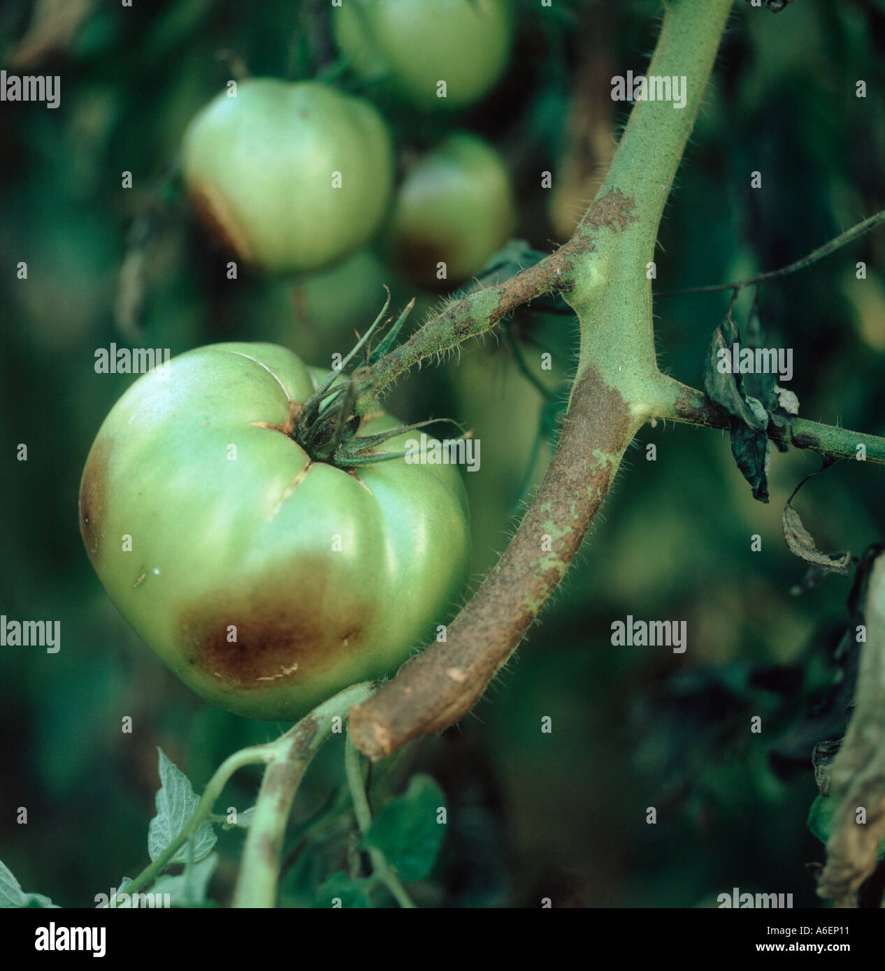 Il pomodoro late blight Phytophthora infestans infezione su i frutti di pomodoro e del peduncolo Foto Stock