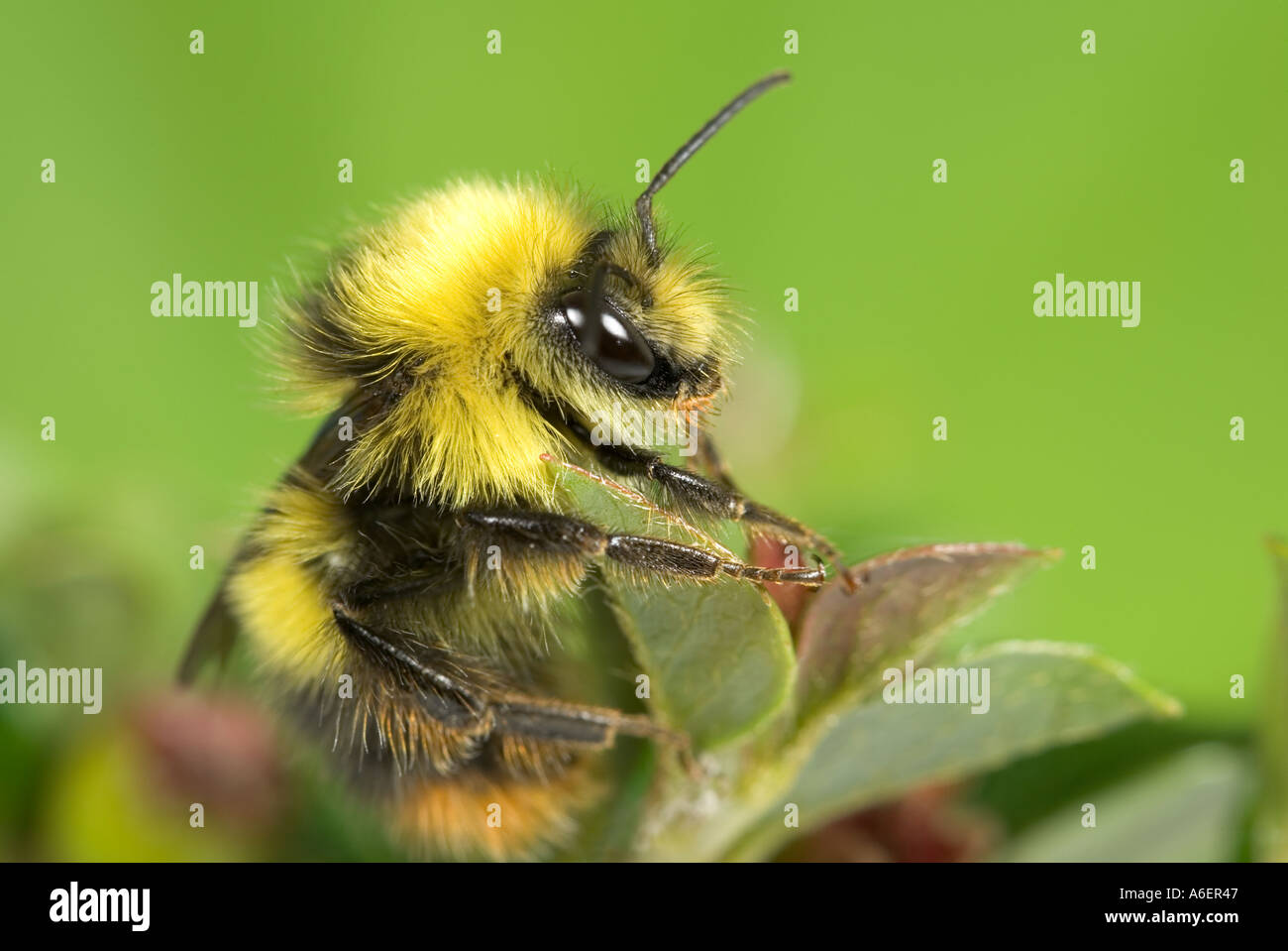 Close up Bumble Bee Bombus sp UK Foto Stock