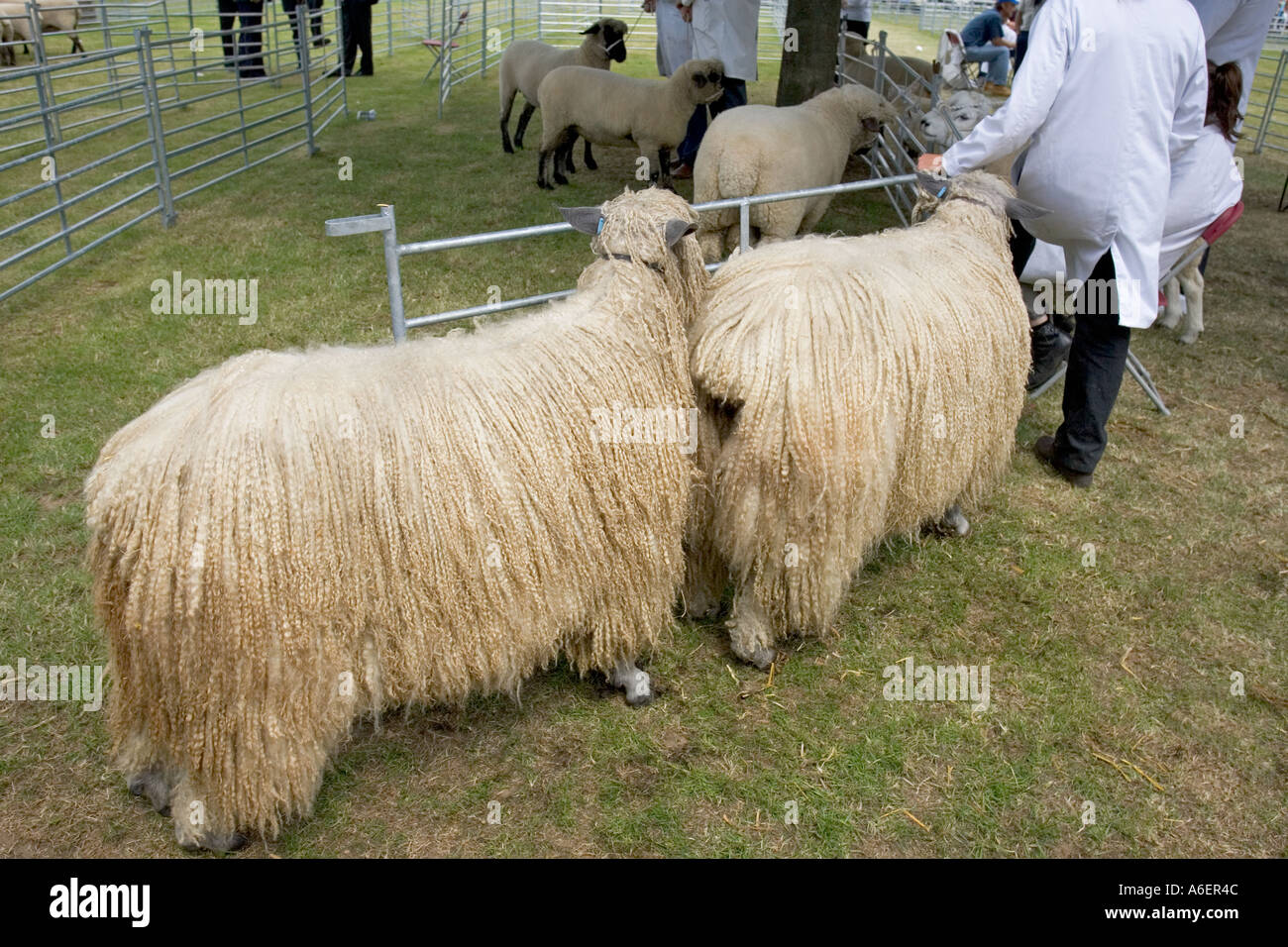 Capelli lunghi pecore che espongono alla Mostra agricola NORFOLK REGNO UNITO Foto Stock