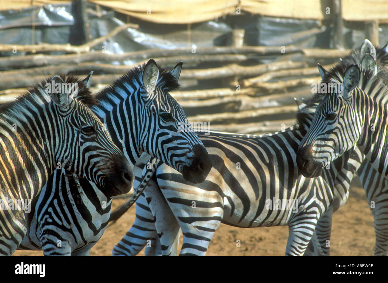 Zebra prigioniera portata dentro dalla natura durante un periodo di siccità, Chiredzi. Zimbabwe Foto Stock