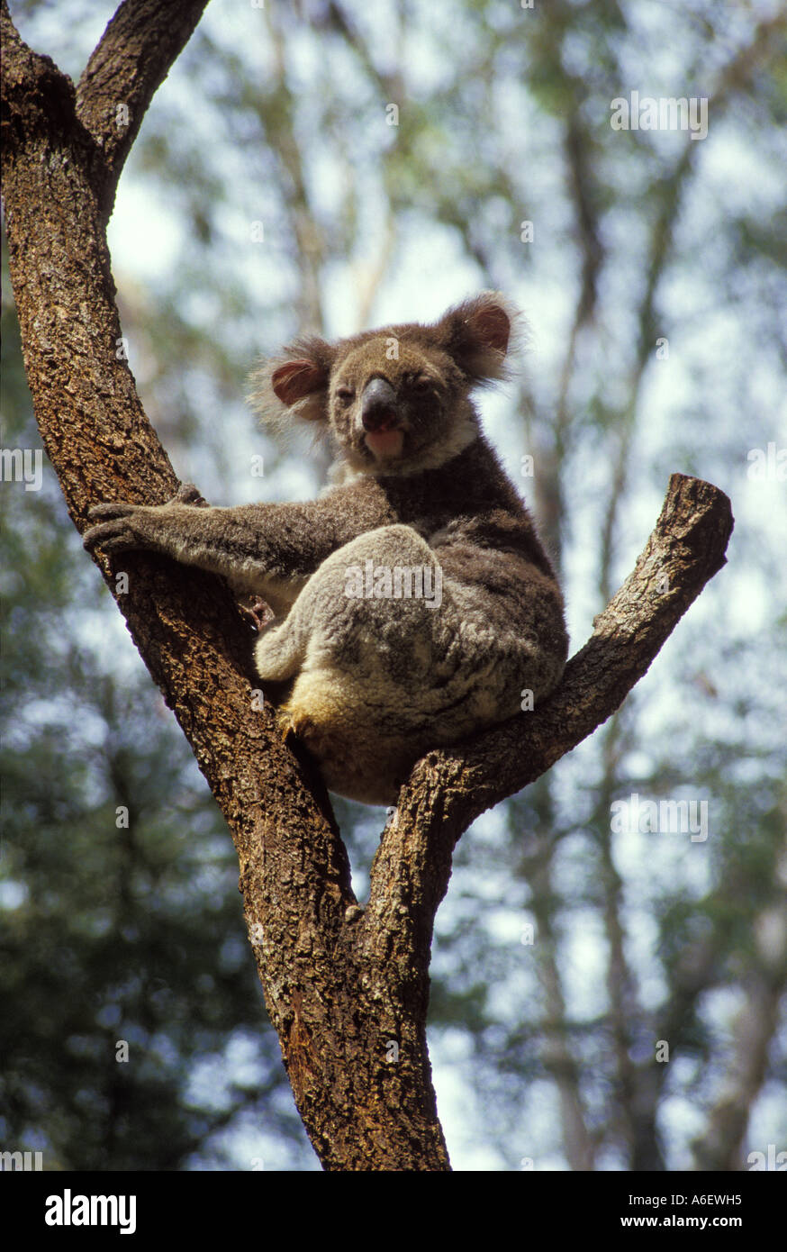 Australian Koala recare in una struttura ad albero Foto Stock