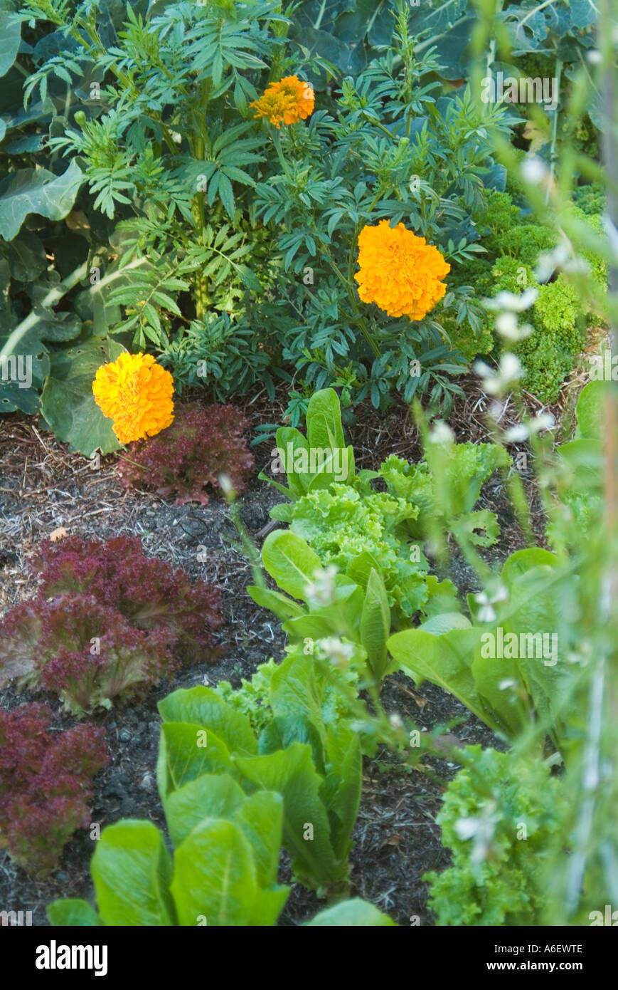 Il francese Le calendule coltivate in un orto per inibire il nematode infestazione Foto Stock