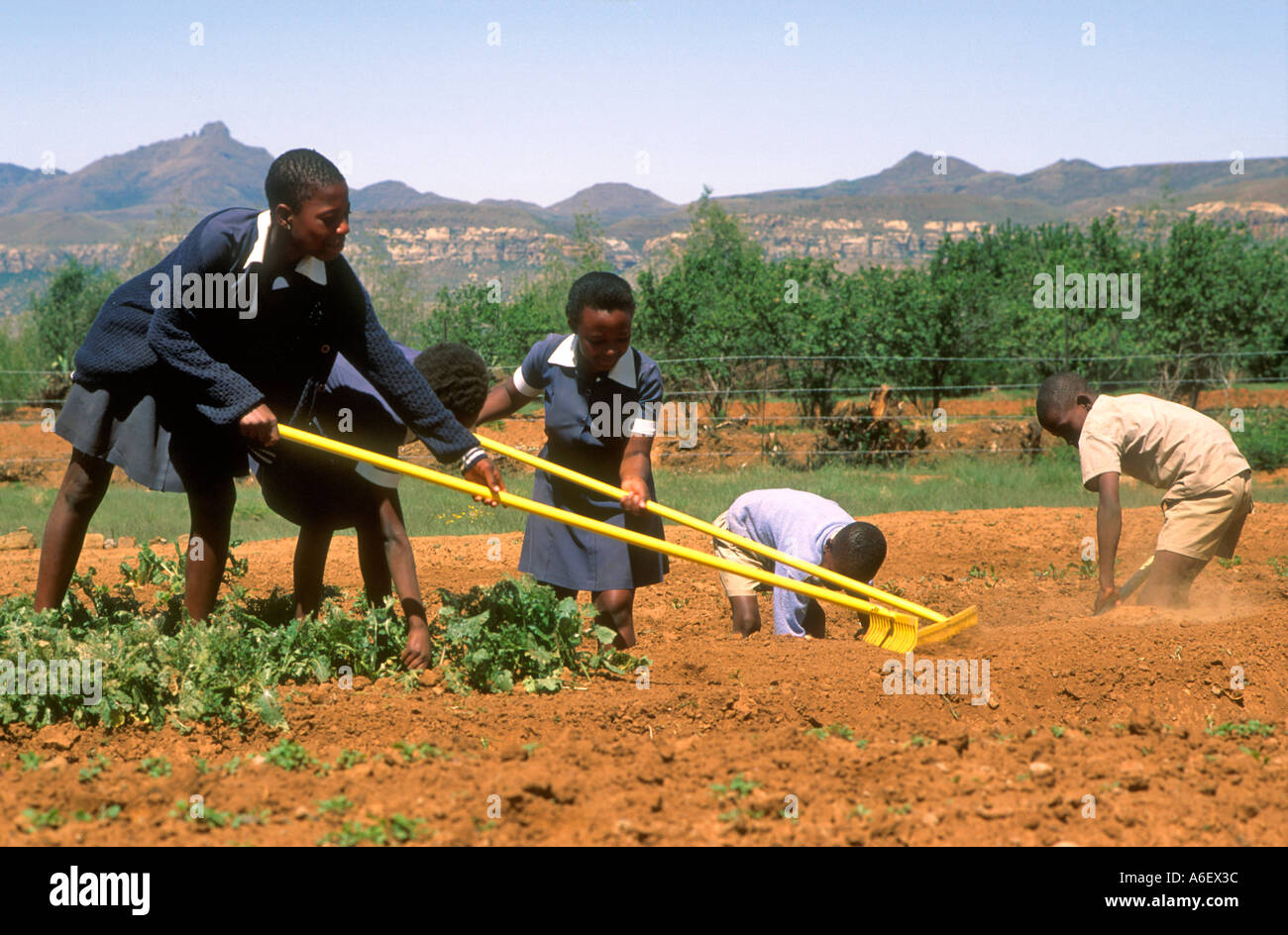 Allievi che lavorano in un giardino della cucina della scuola. Foto Stock