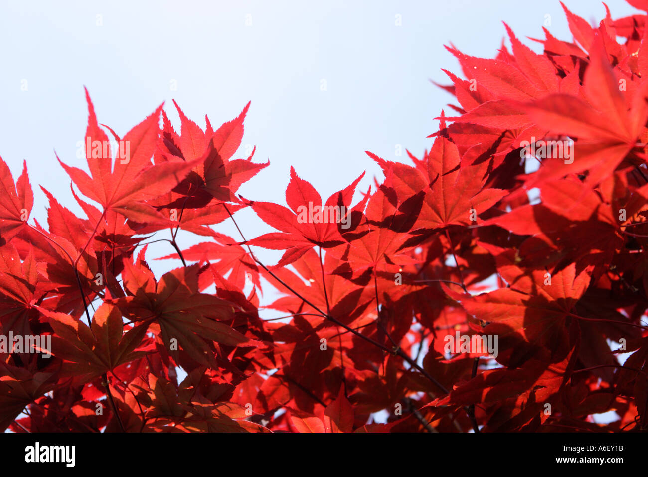 Giapponese Acero Foto Stock