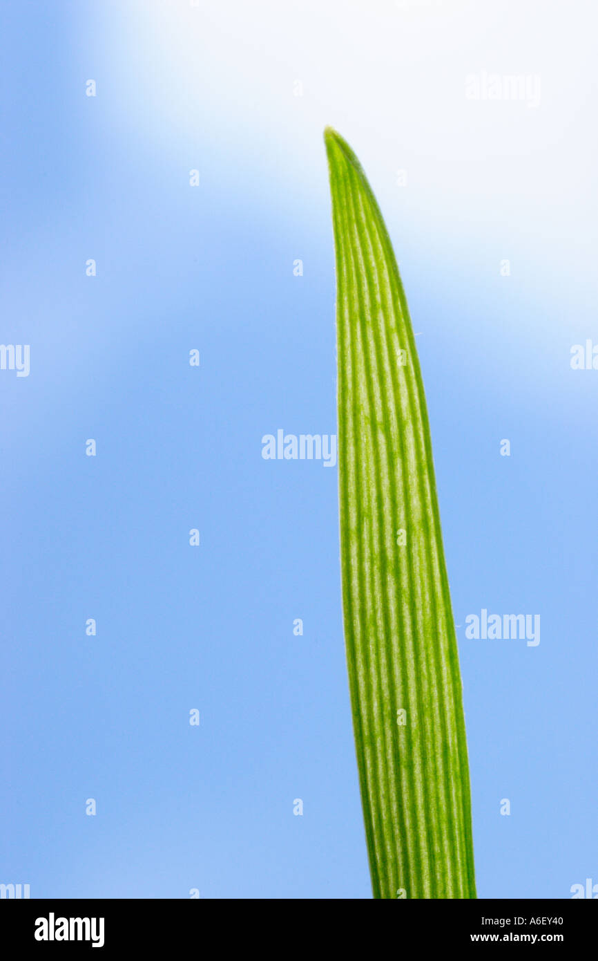 Lama singola di erba Foto Stock