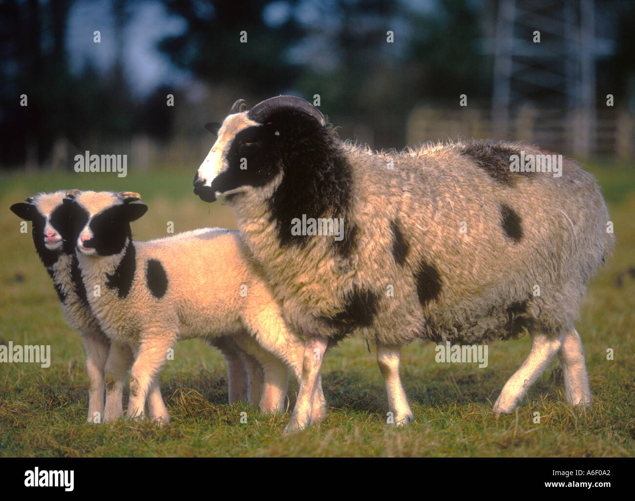 Jacob pecora e agnelli Hampshire Inghilterra Foto Stock
