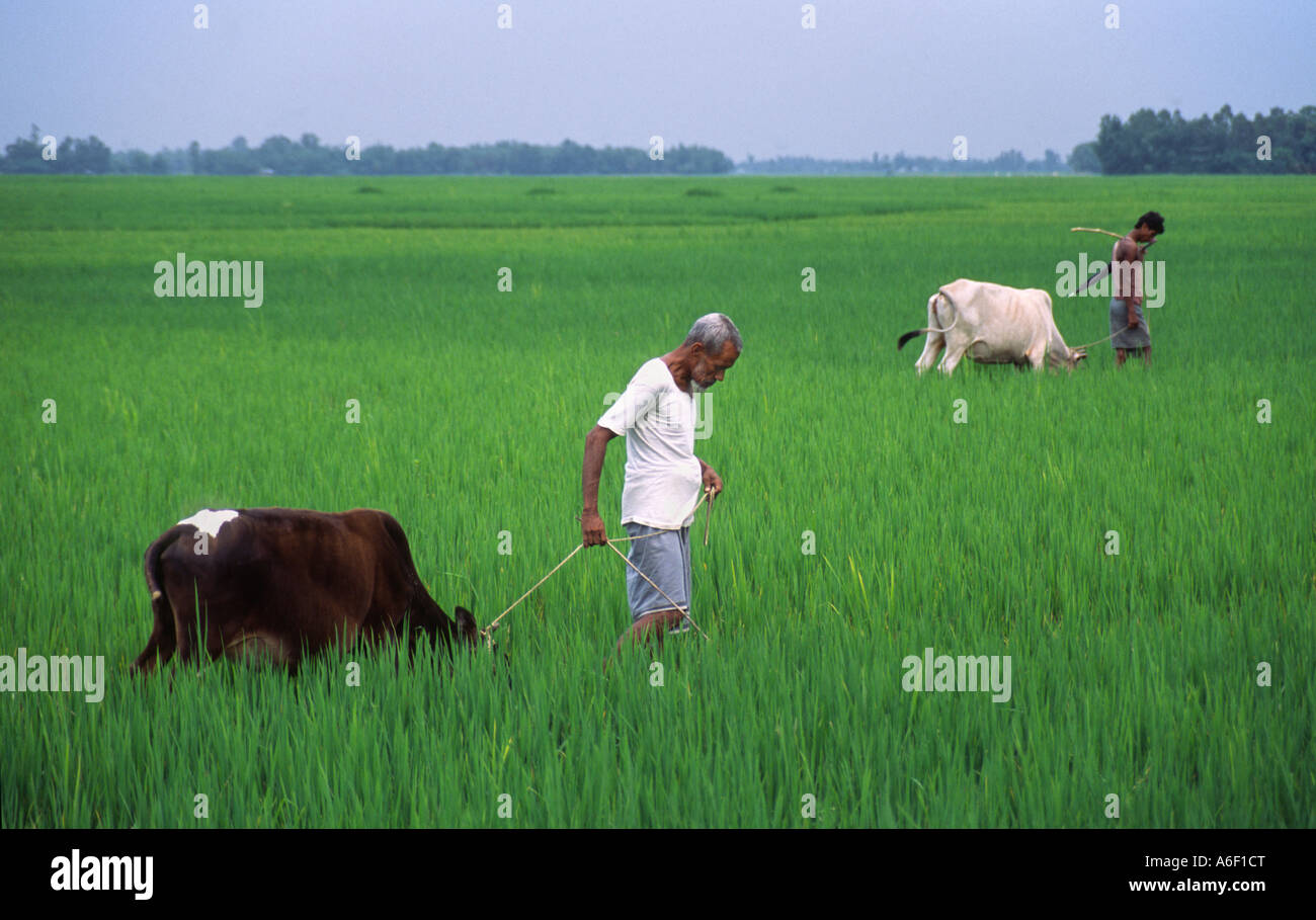 Gli agricoltori delle zone rurali portano il loro bestiame si trovano di fronte una risaia nel Bengala occidentale, India Foto Stock