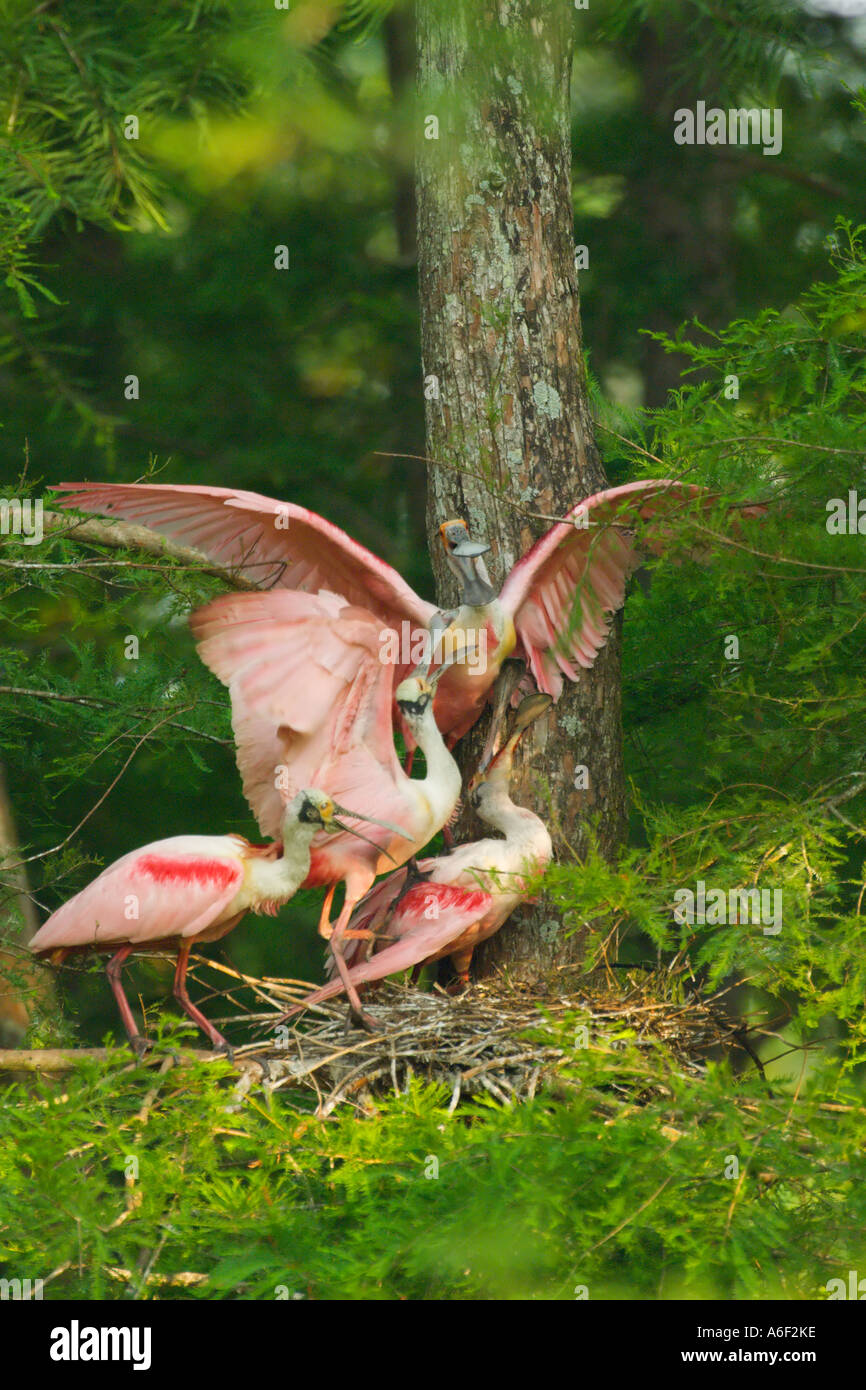 Roseate Spoonbill disputa territoriale Foto Stock