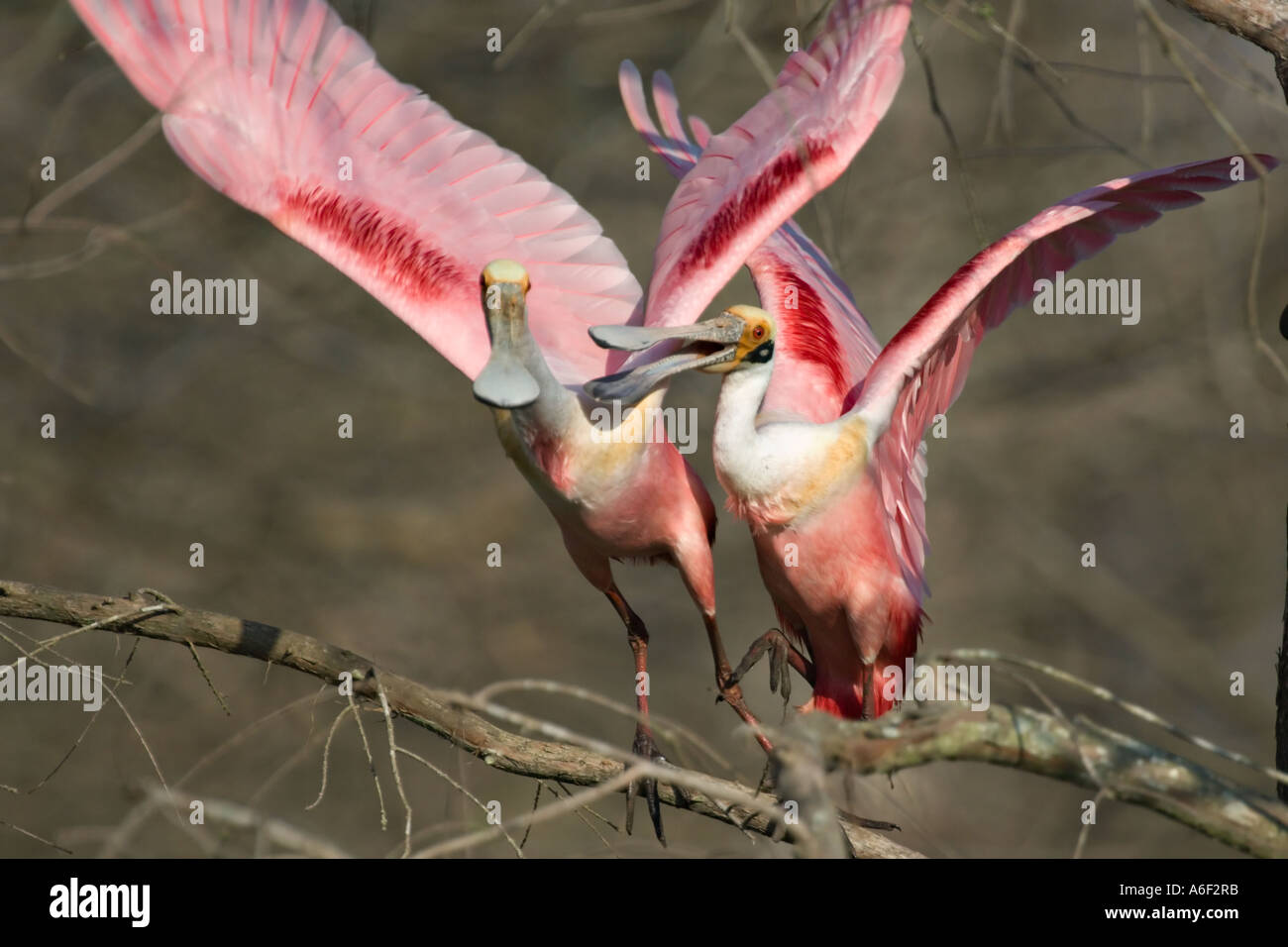 Roseate Spoonbill disputa territoriale Foto Stock