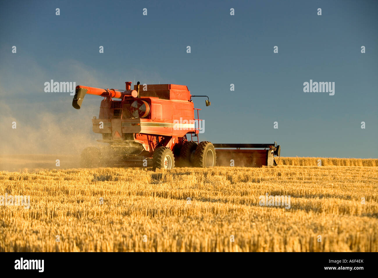 Combinare la raccolta di frumento. Foto Stock