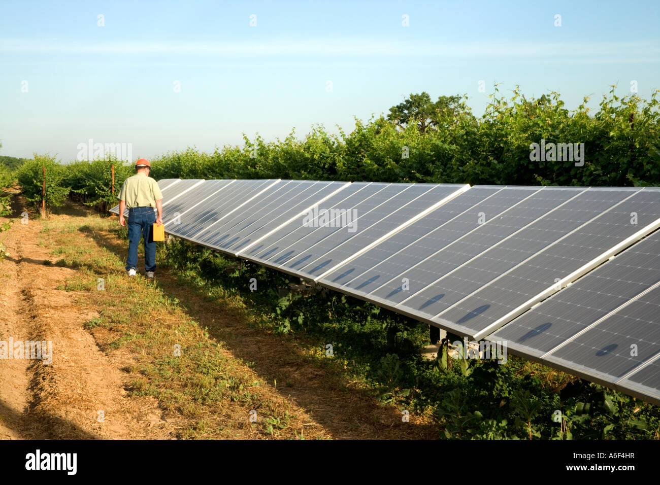Il tecnico di ispezionare i pannelli solari in vigneto, California Foto Stock Il tecnico di ispezionare i pannelli solari in vigneto, California Foto Stock