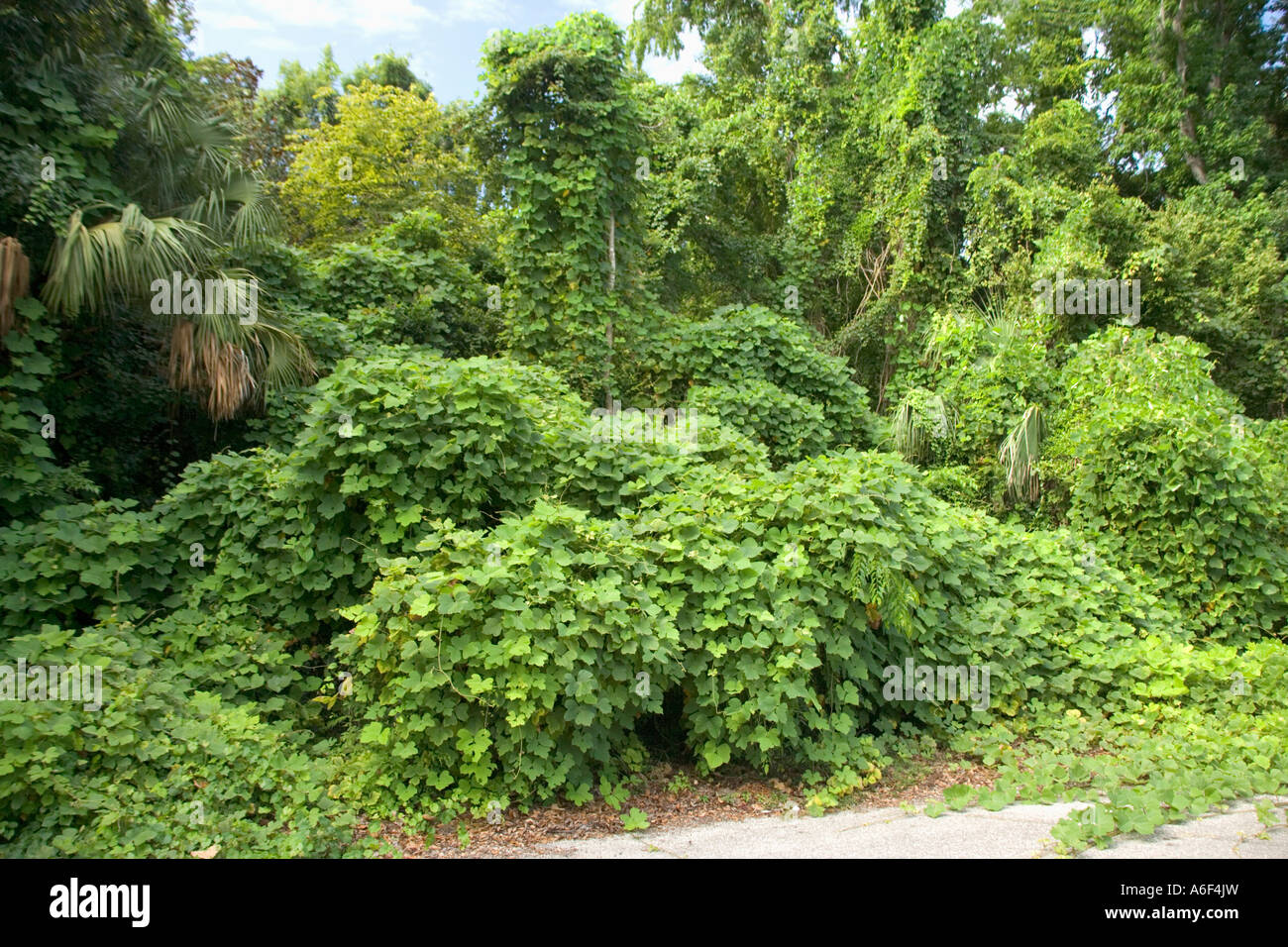 Kudzu Vines sorpasso alberi e cespugli nativi, Florida. Foto Stock