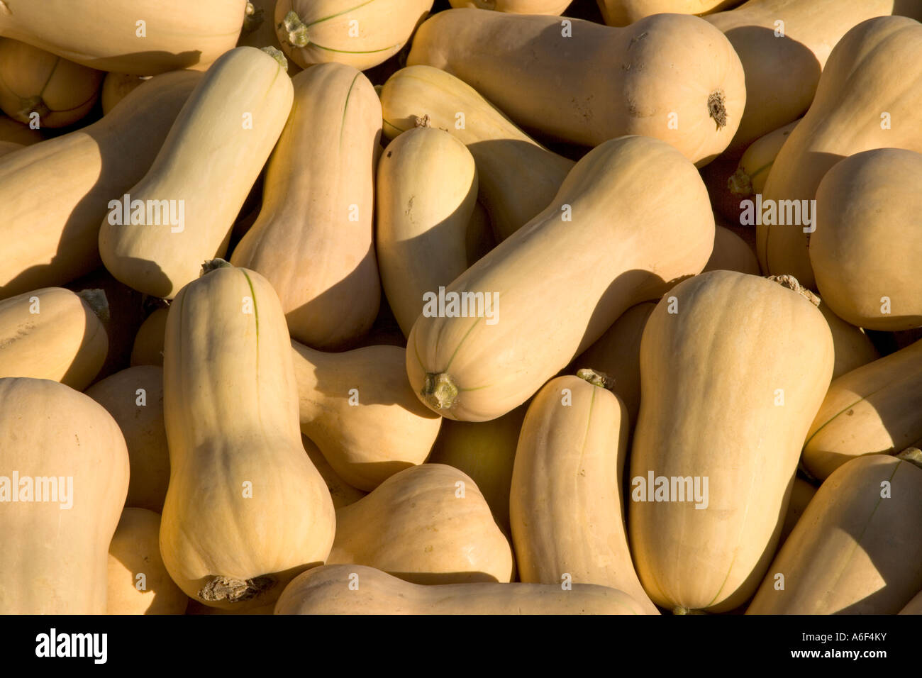 Raccolte & accatastati zucca, California Foto Stock