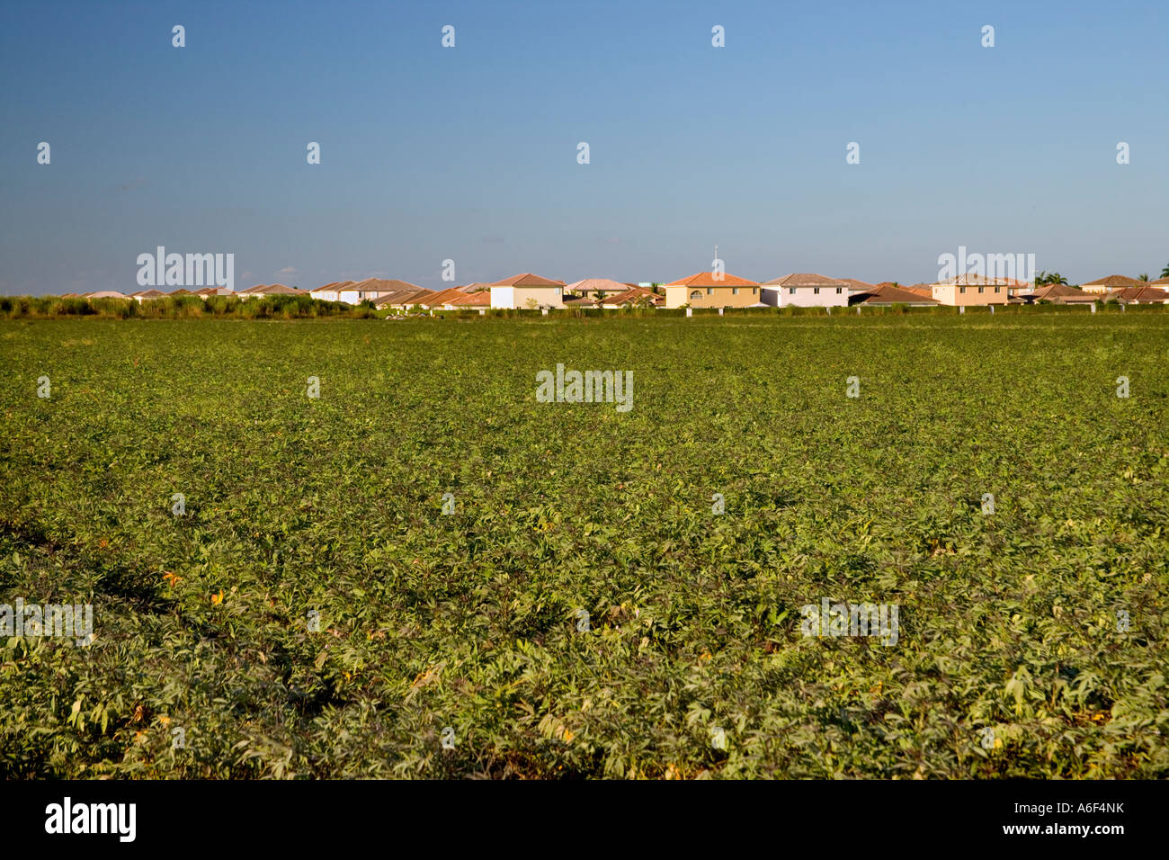 Case invadendo i terreni agricoli, Florida. Foto Stock